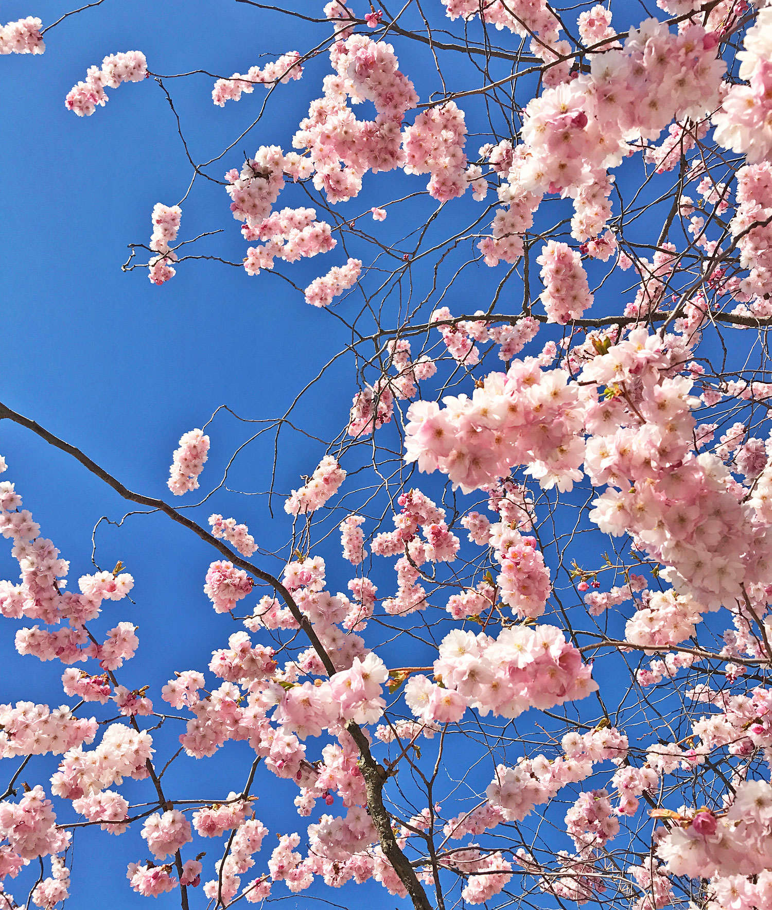 blommor_kungsan - löpcoach