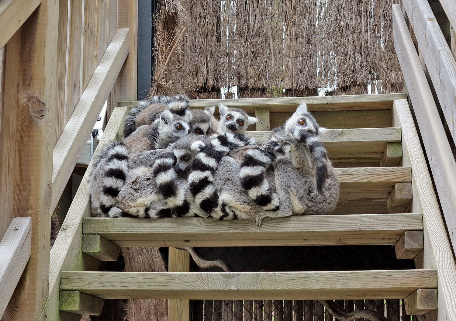 parkenzoo_aphog - parken zoo