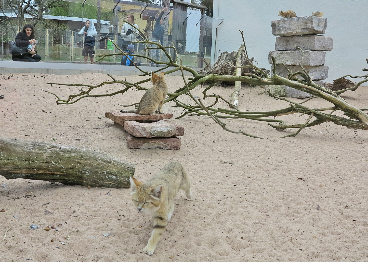 parkenzoo_okenkatt - parken zoo