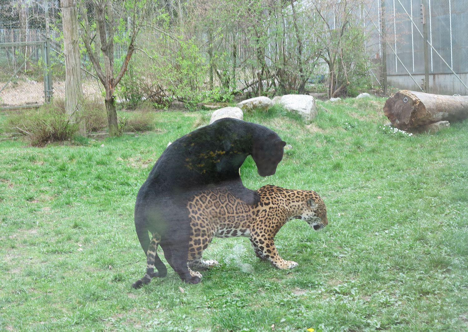 parkenzoo_parning - parken zoo