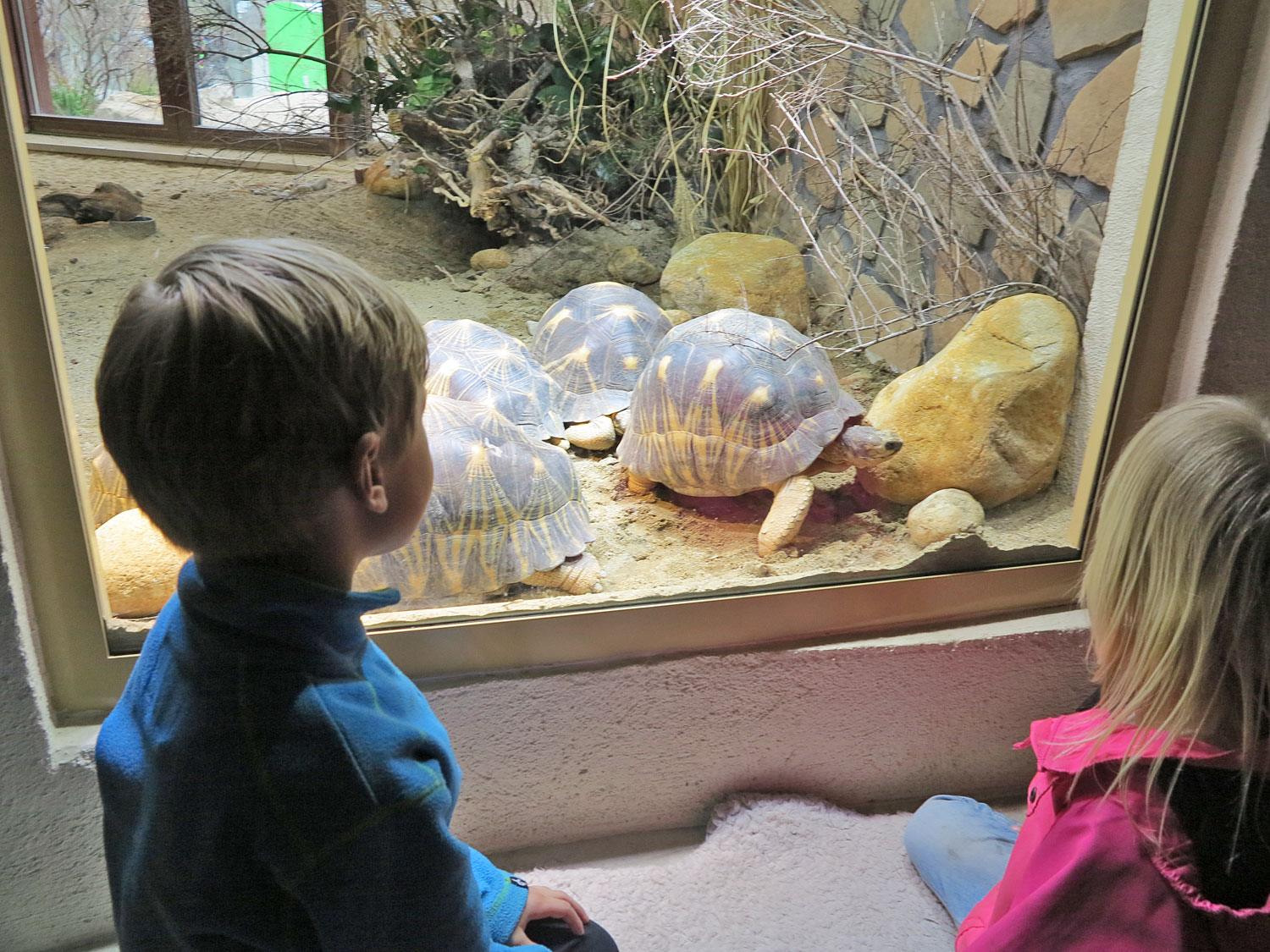 parkenzoo_skoldpadd - parken zoo