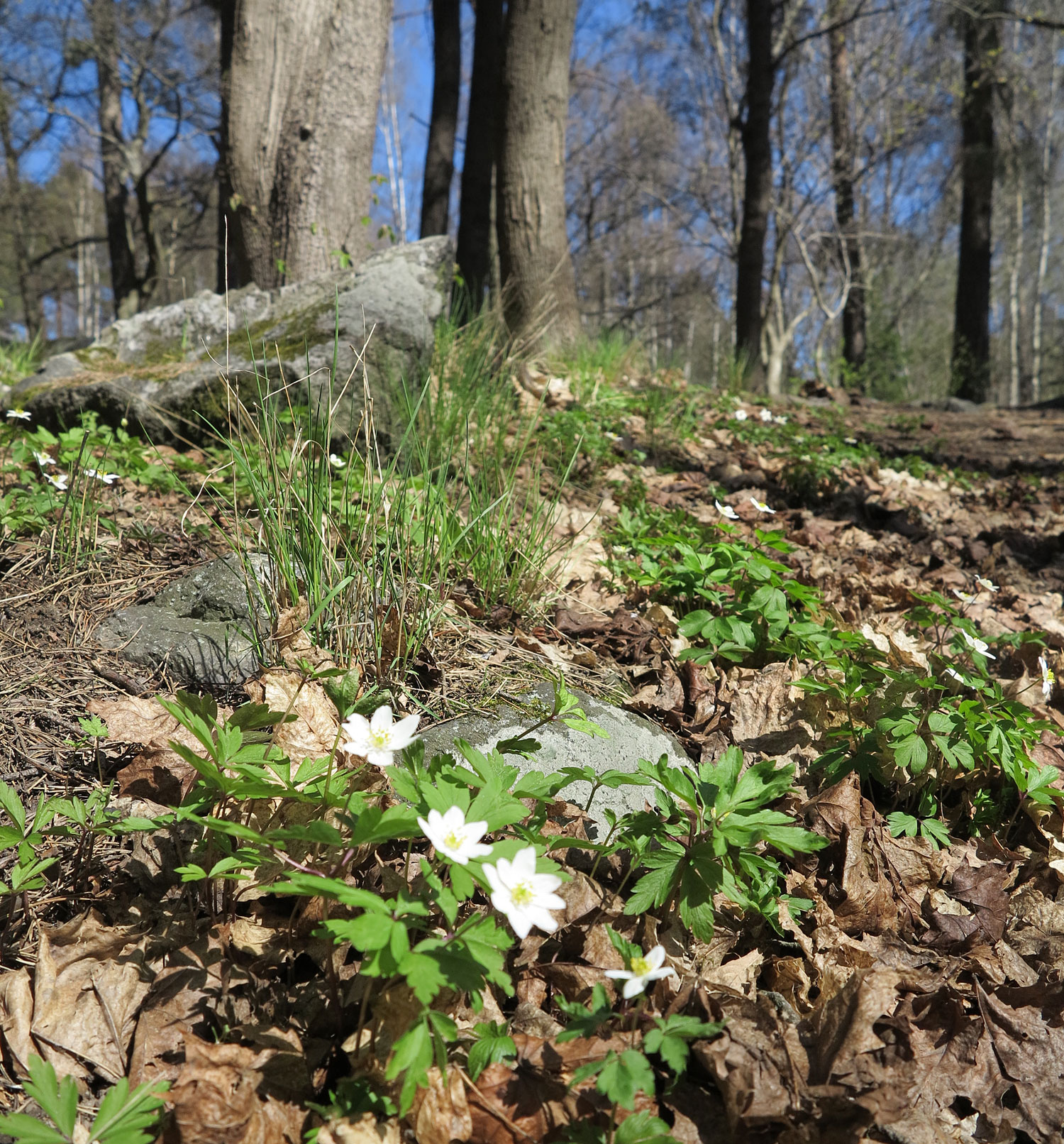 vitsippor - målbilder