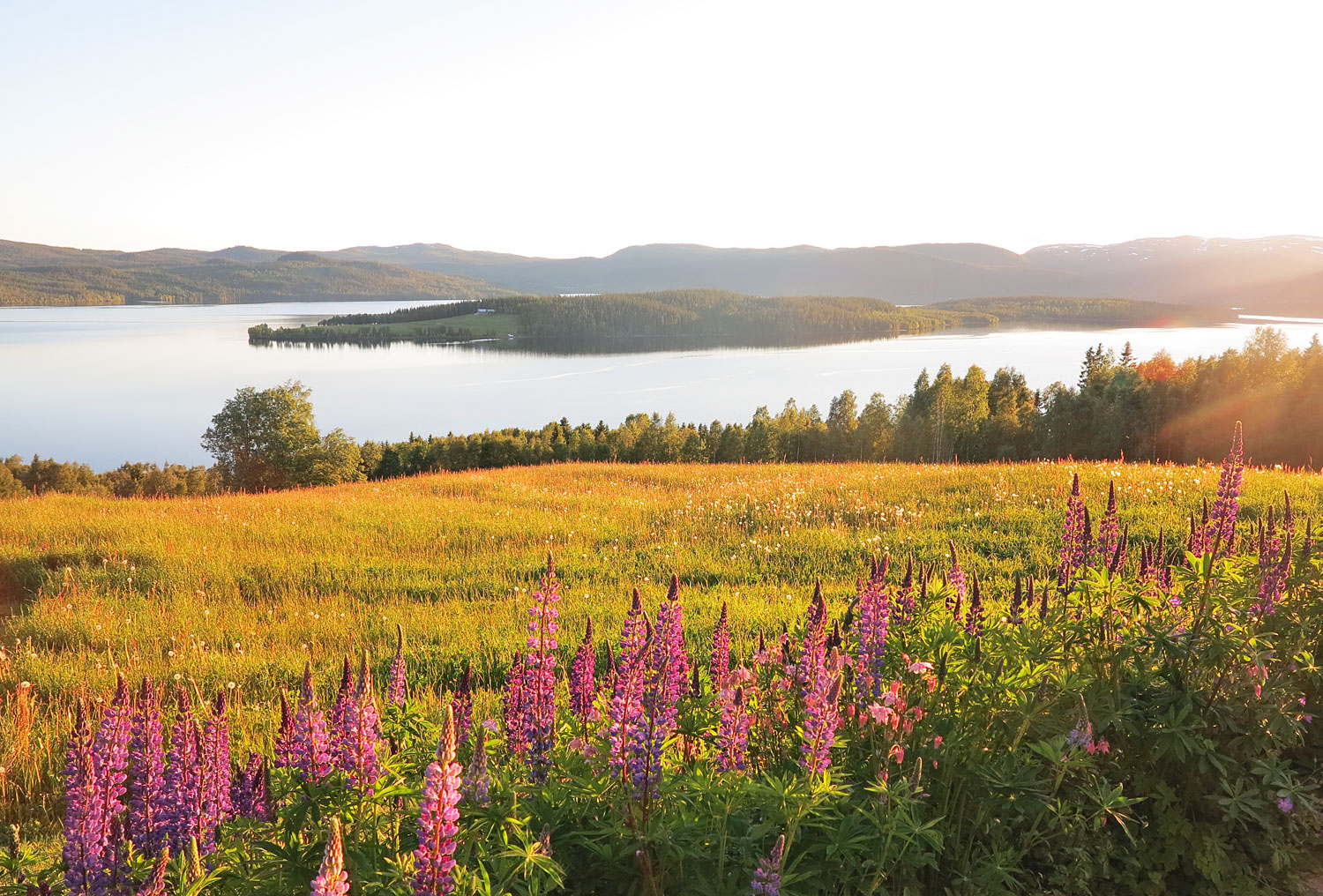lassebacken_jorm_sommar17 - fjällen