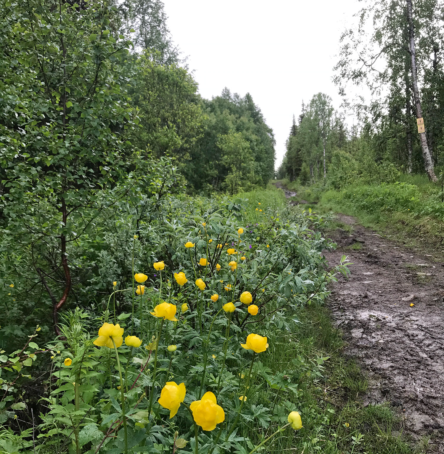 plupp - träningsvariation