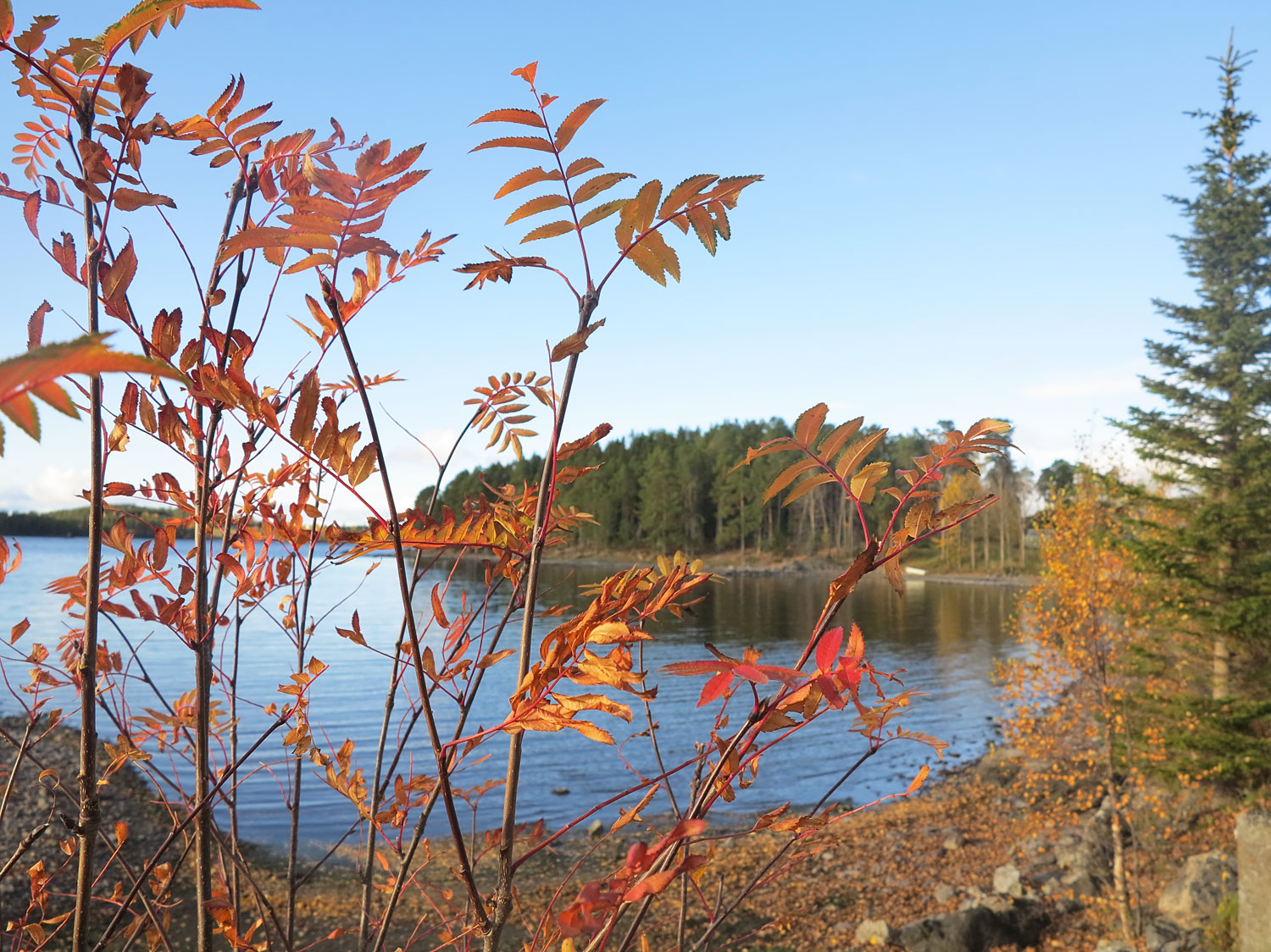 hostlov_ronn - östersund