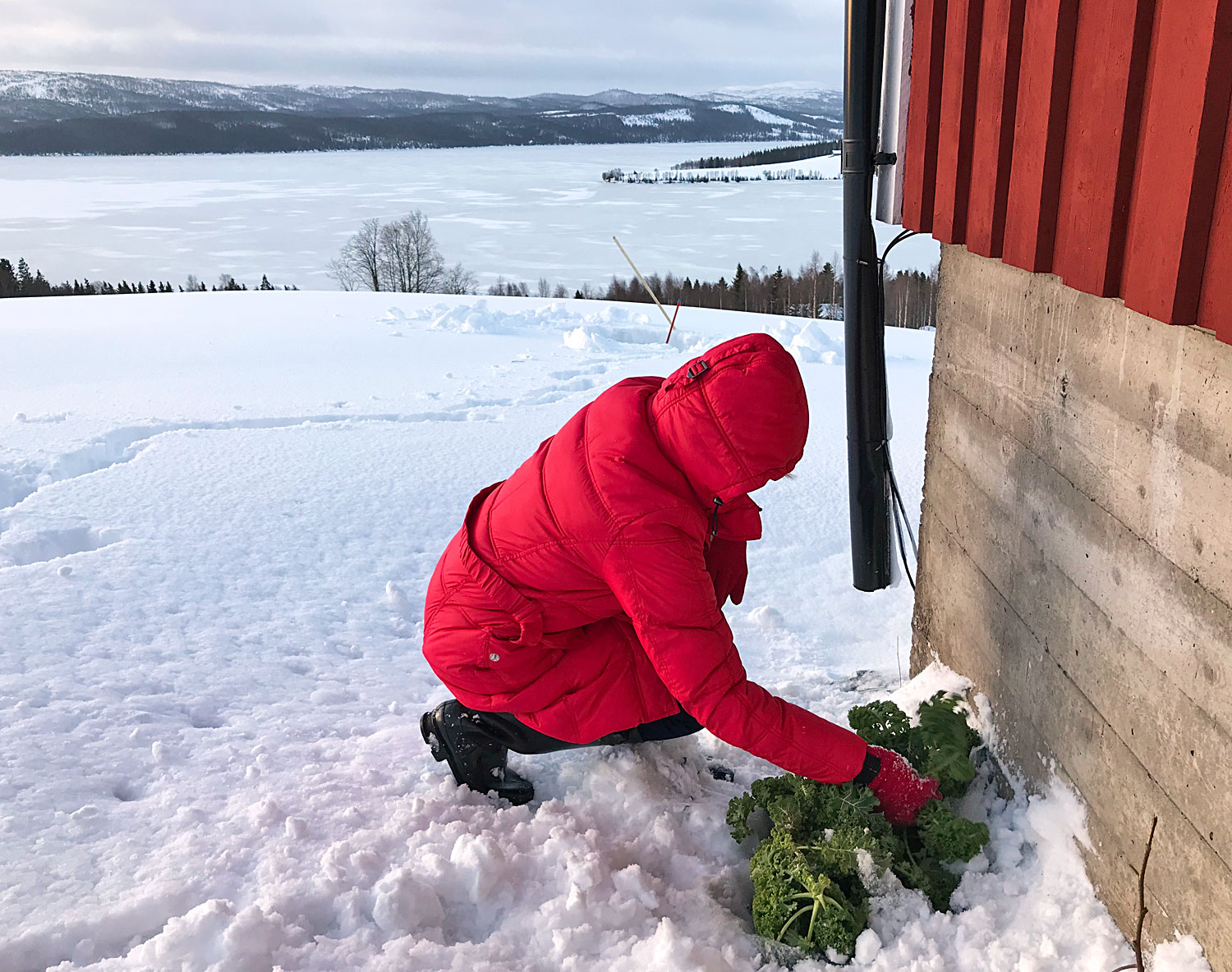 gronkal_jorm - grönkålschips