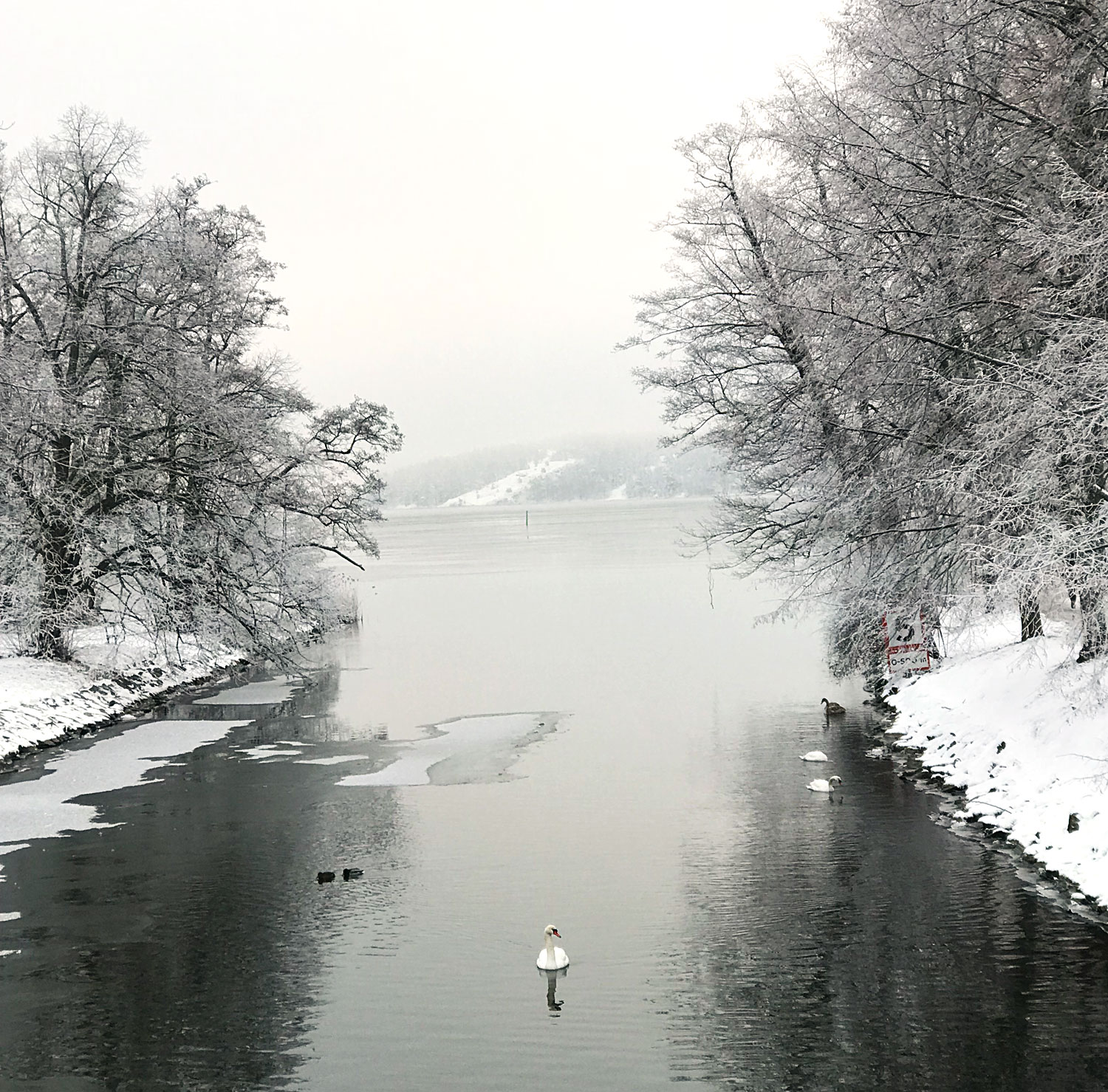 svan_annalissjanis - springa