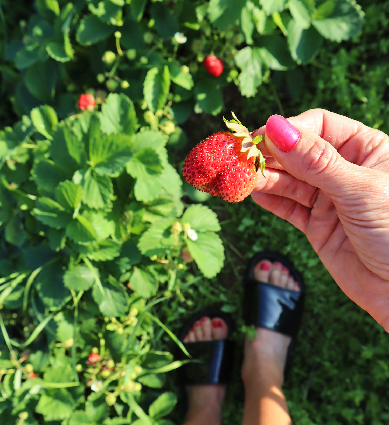 jordgubbe_jorm_sommar21 - sommarkänslor