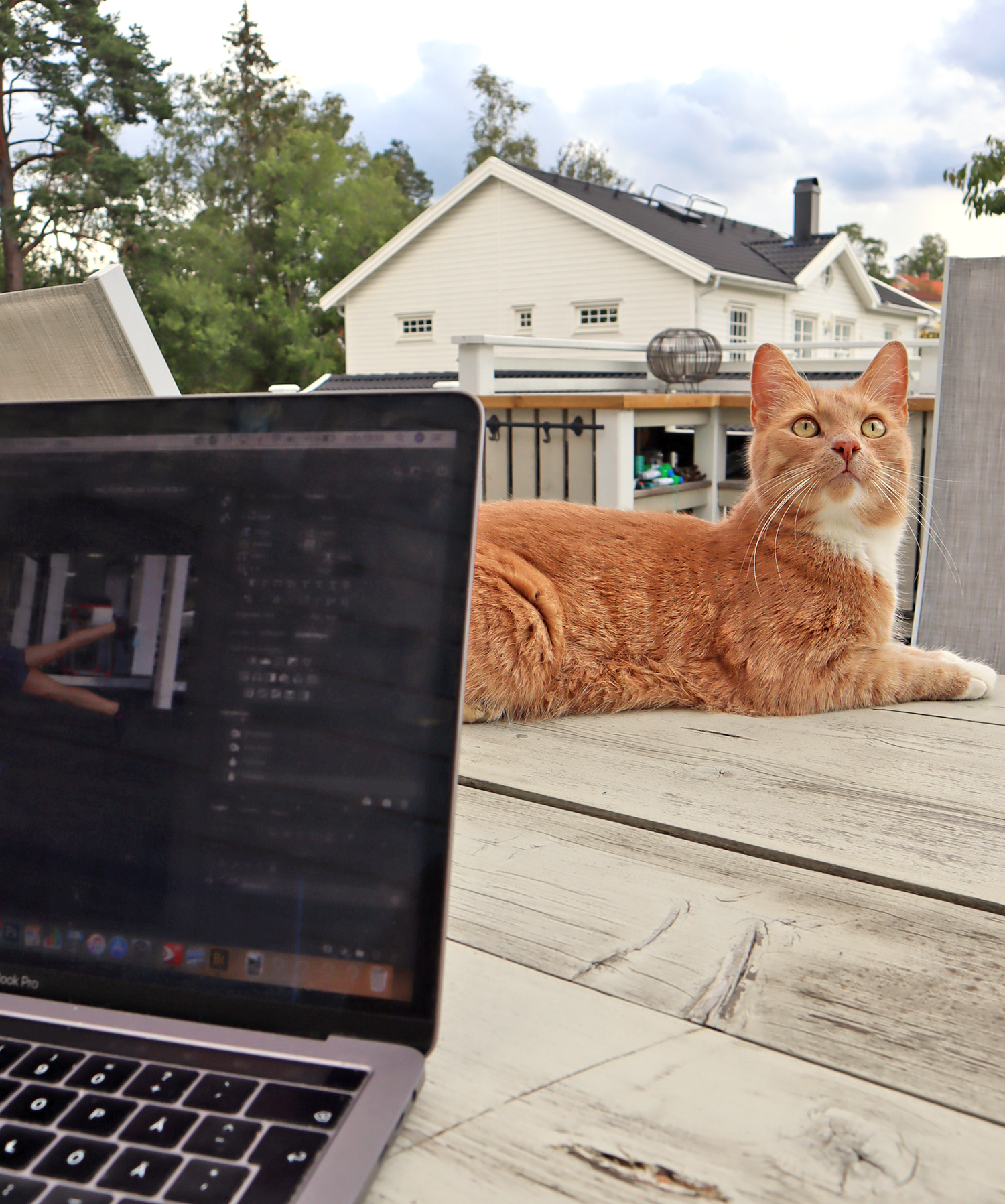 pelle_katt - husliv