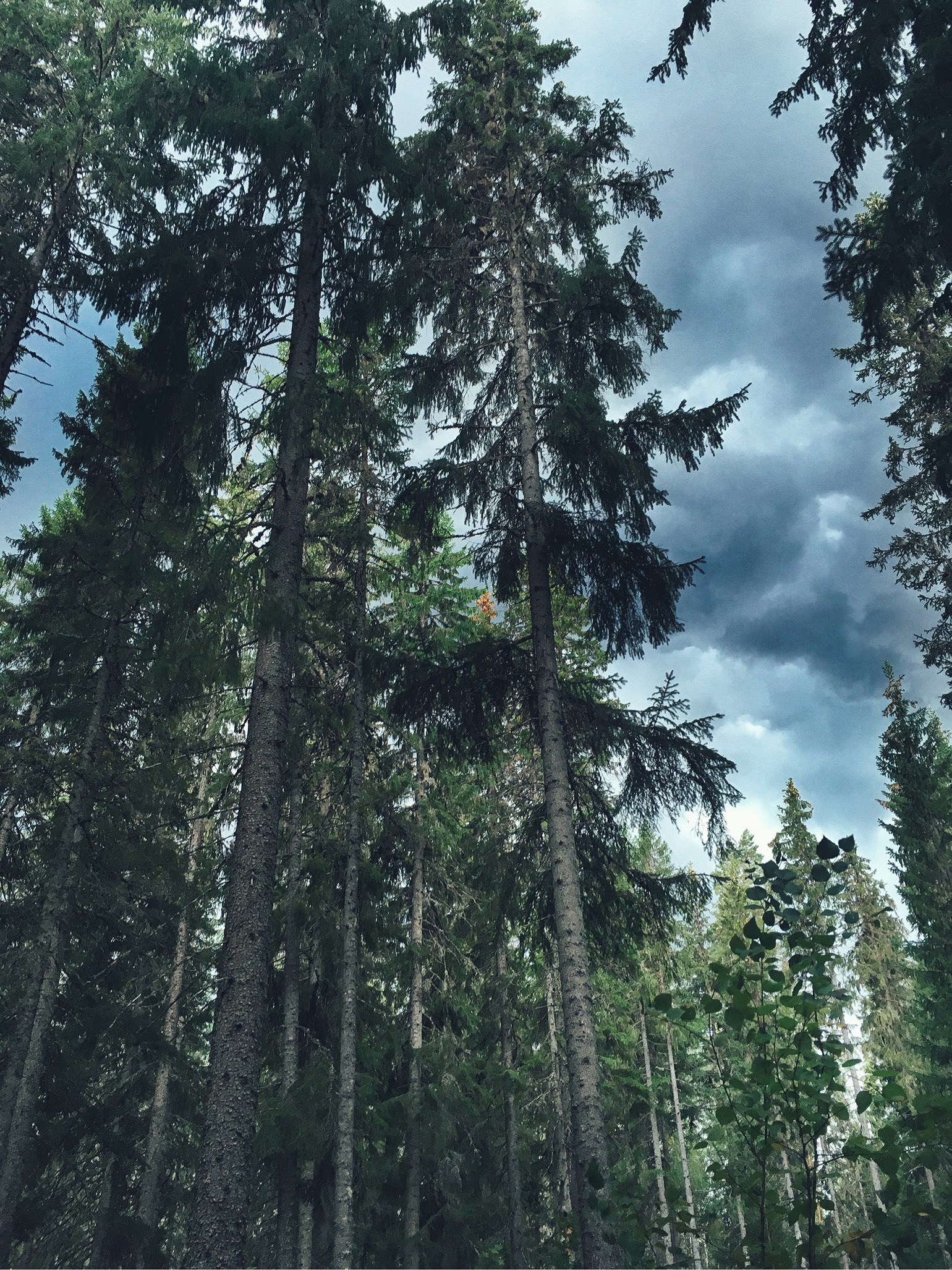 201909011514044911 - Tomat och getostmuffins till picknick