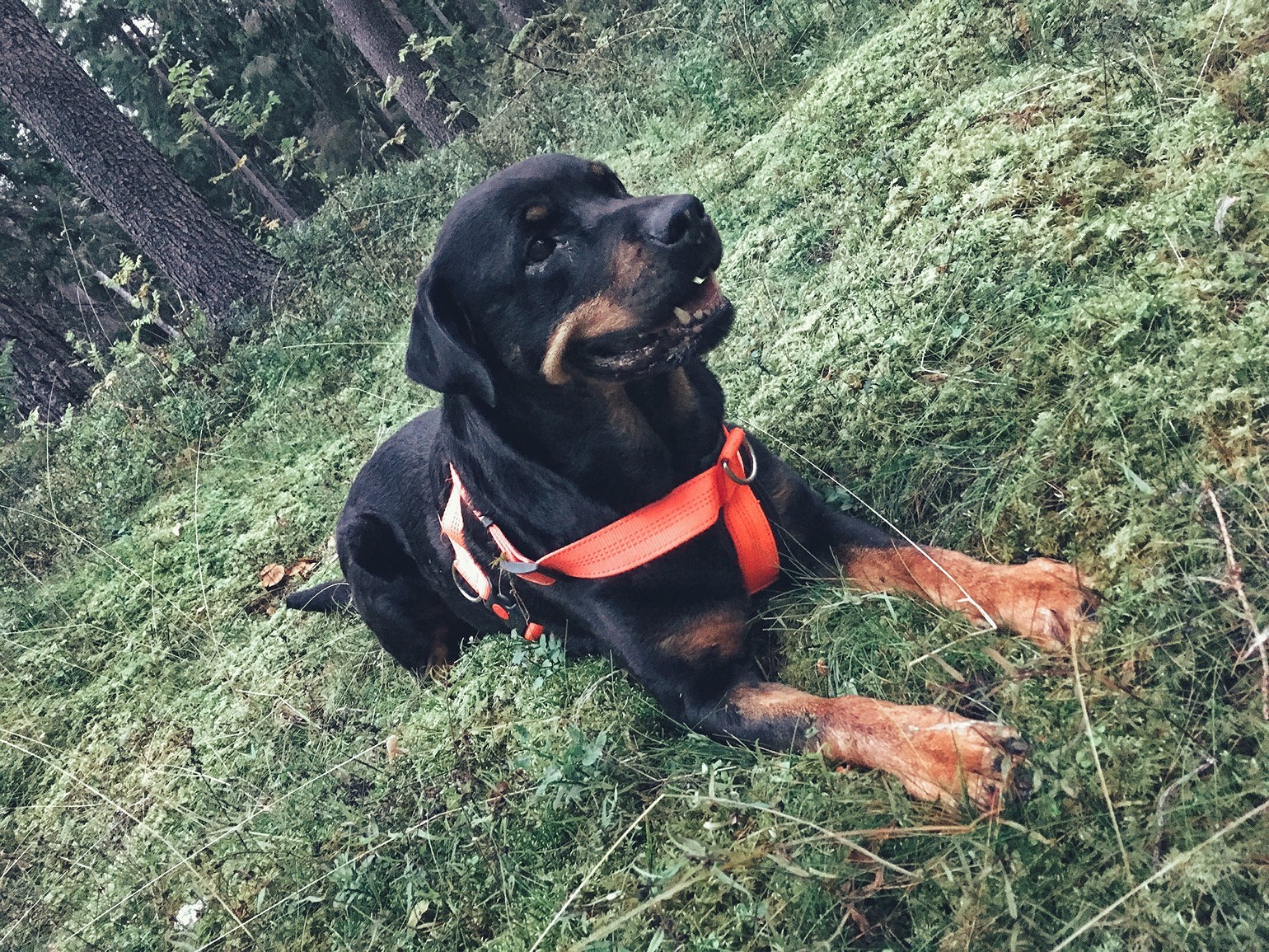 201909011514407014 - Tomat och getostmuffins till picknick