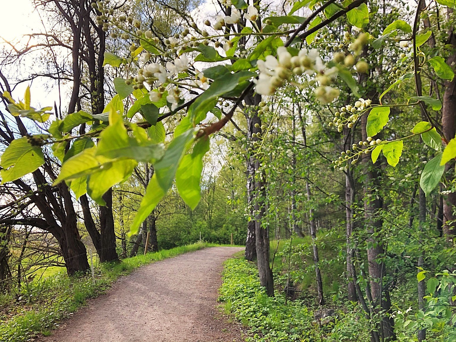 202005180547107942 - Hur känns det att gå 38000 steg?