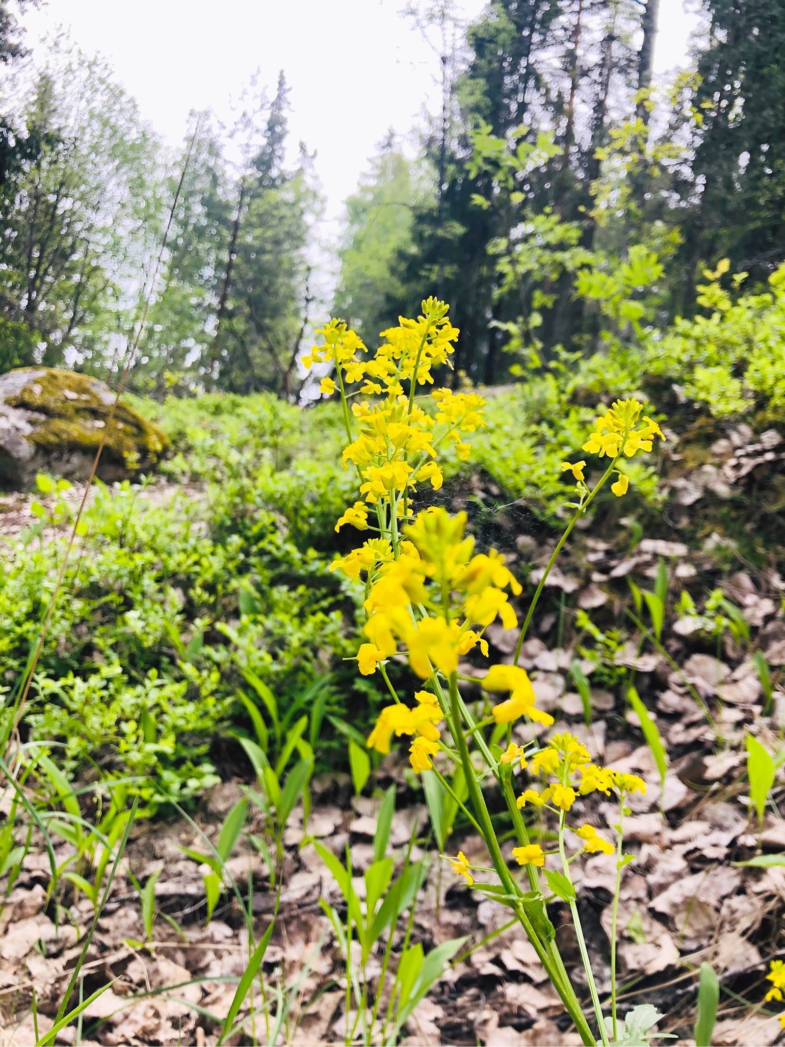 202005300708295513 - Förändringarna som förbättrat löpträningen