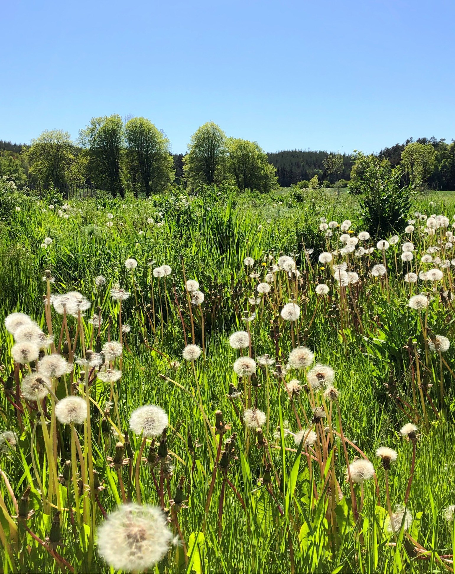 202006020710377354 - Antiinflammatorisk kost