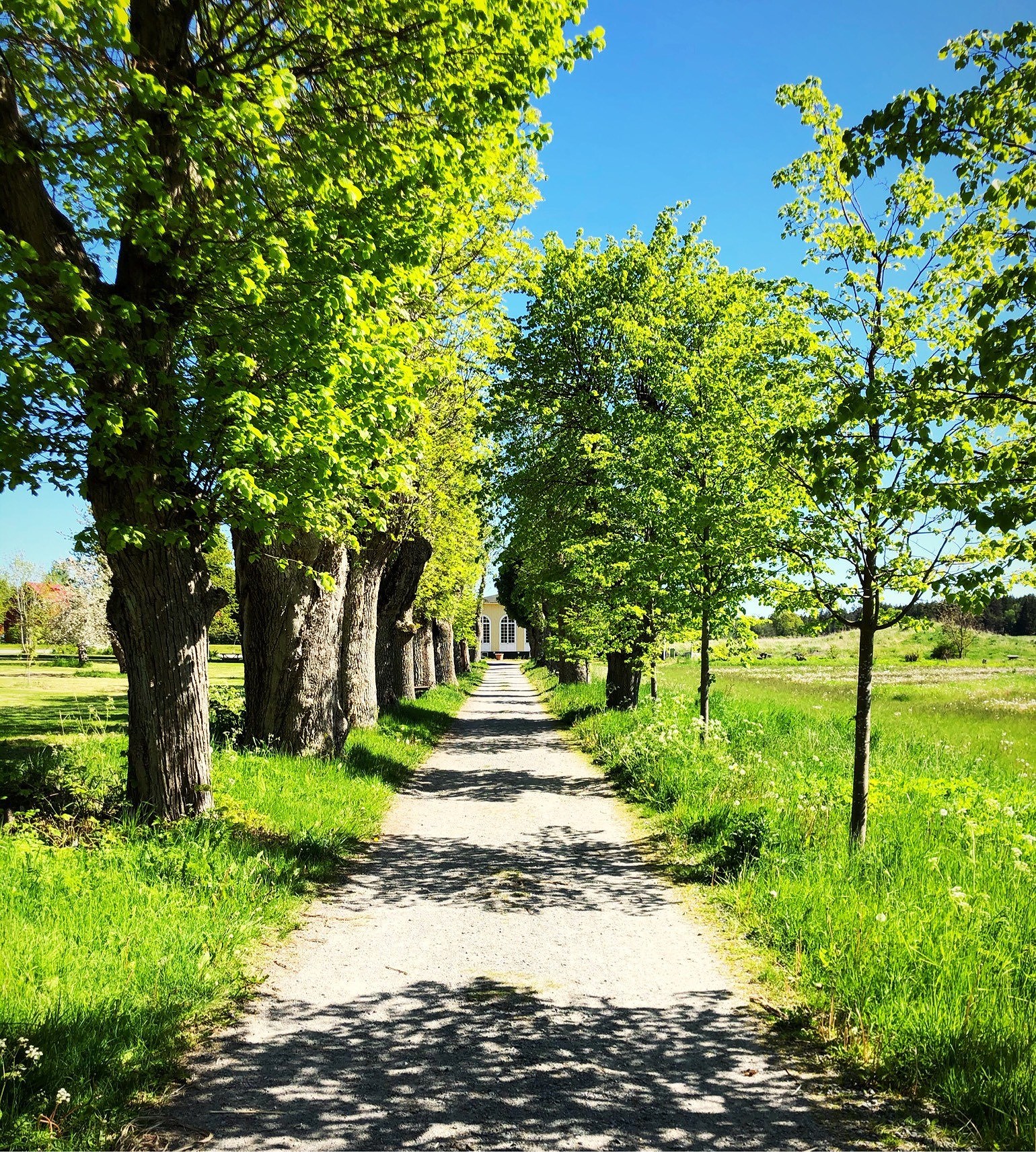 202006161235052367 - Midsommarmat och hälsosamma tips inför buffé, snacks och alkohol