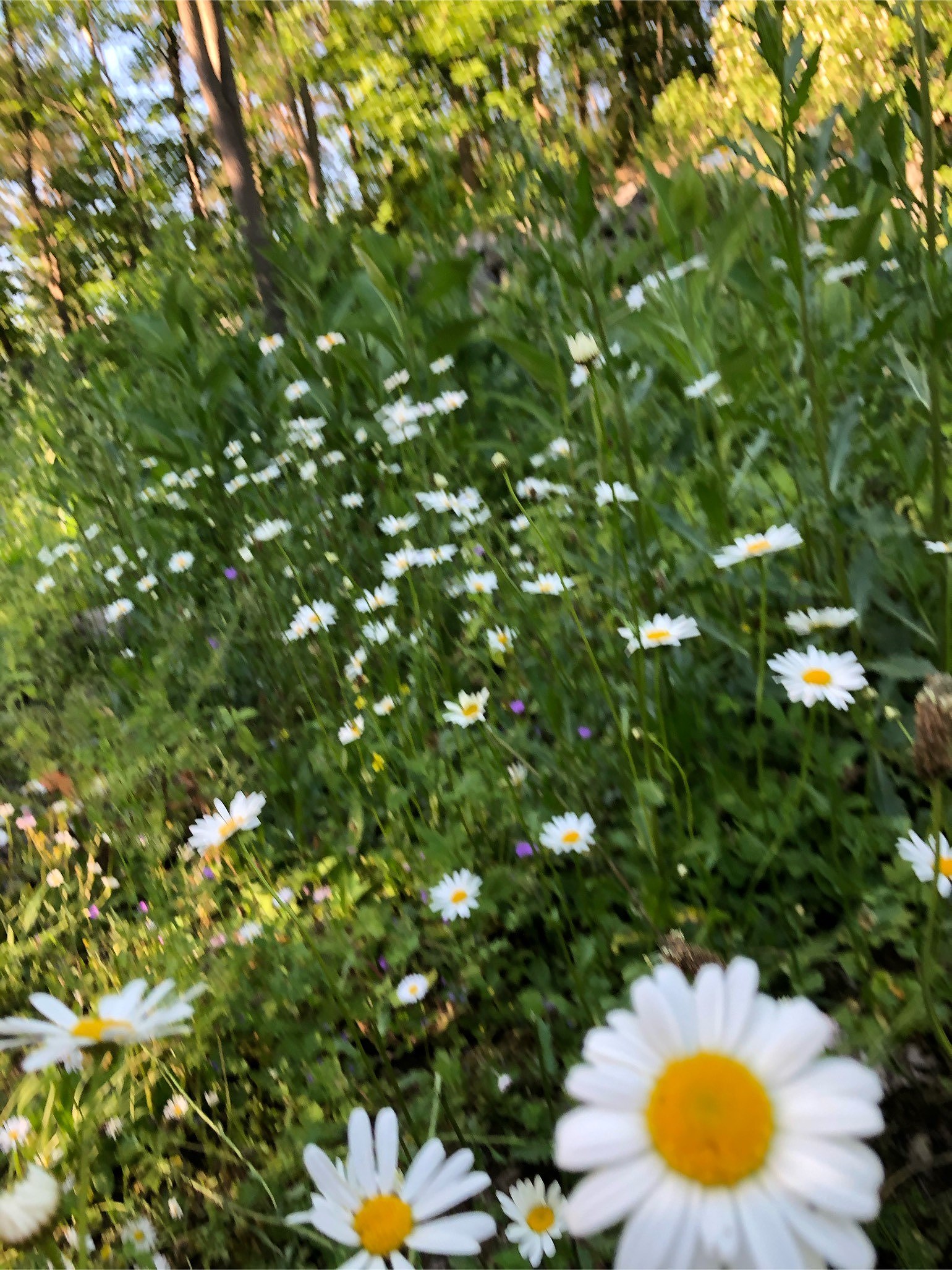 202006211624339319 - Midsommar är inte alltid lätt