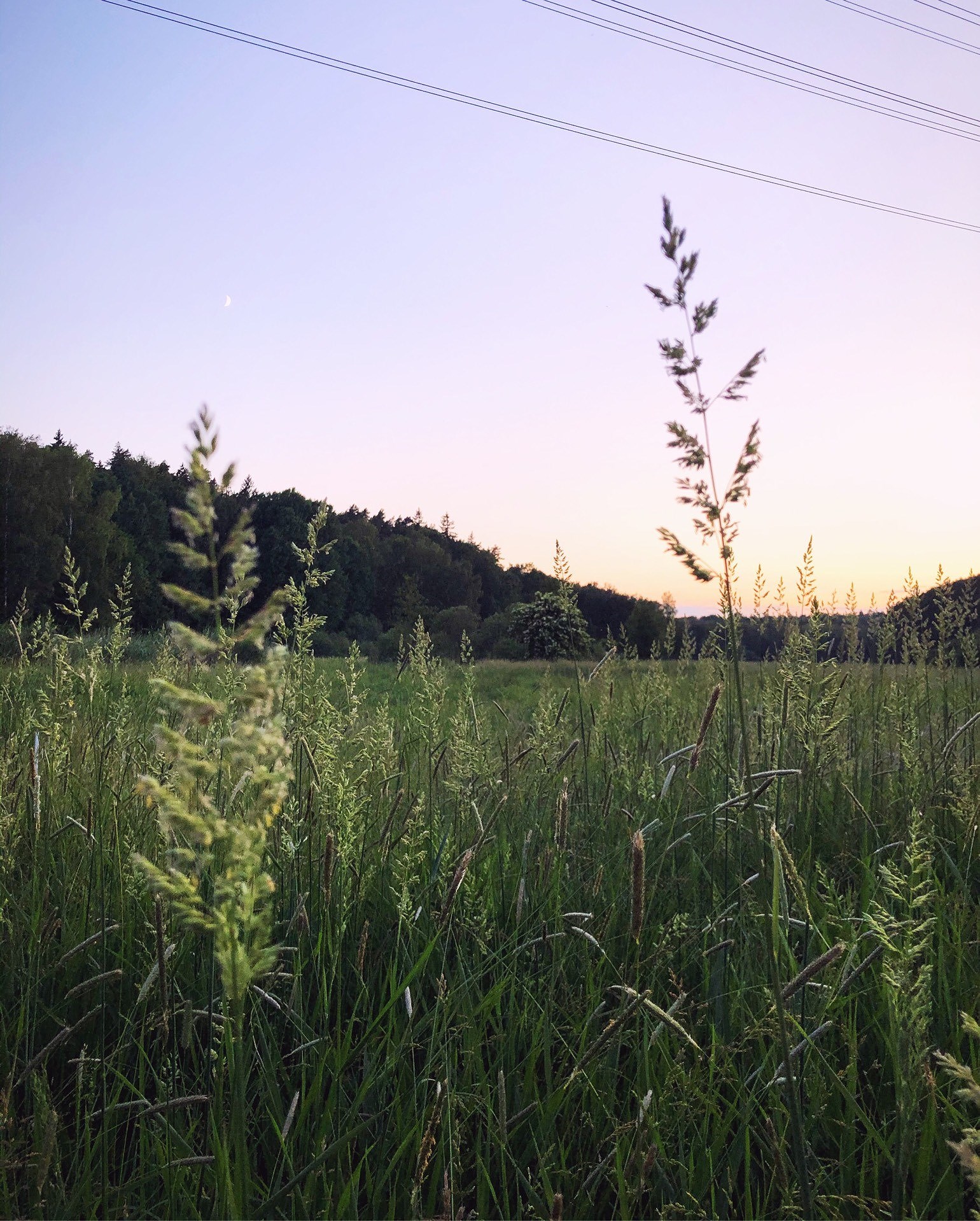 202006300431347872 - Grönkålspaj med mozzarella och solrosfrön