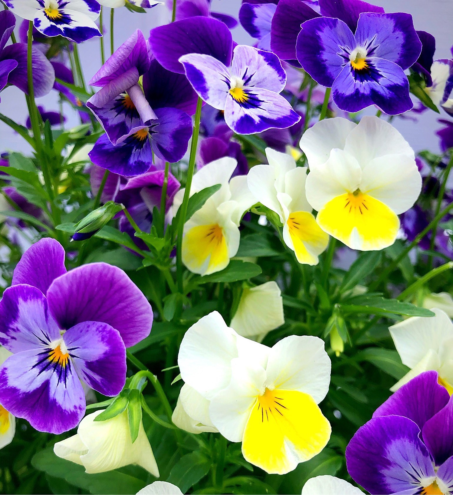 202007020415420694 - Boken går till tryckeriet