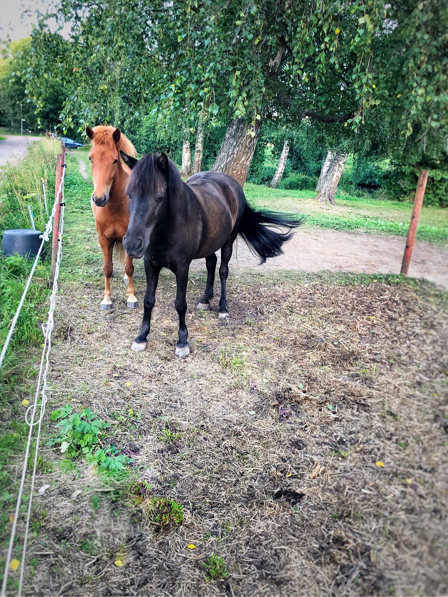 202007300945087175 - Upp i sadeln och full galopp i skogen