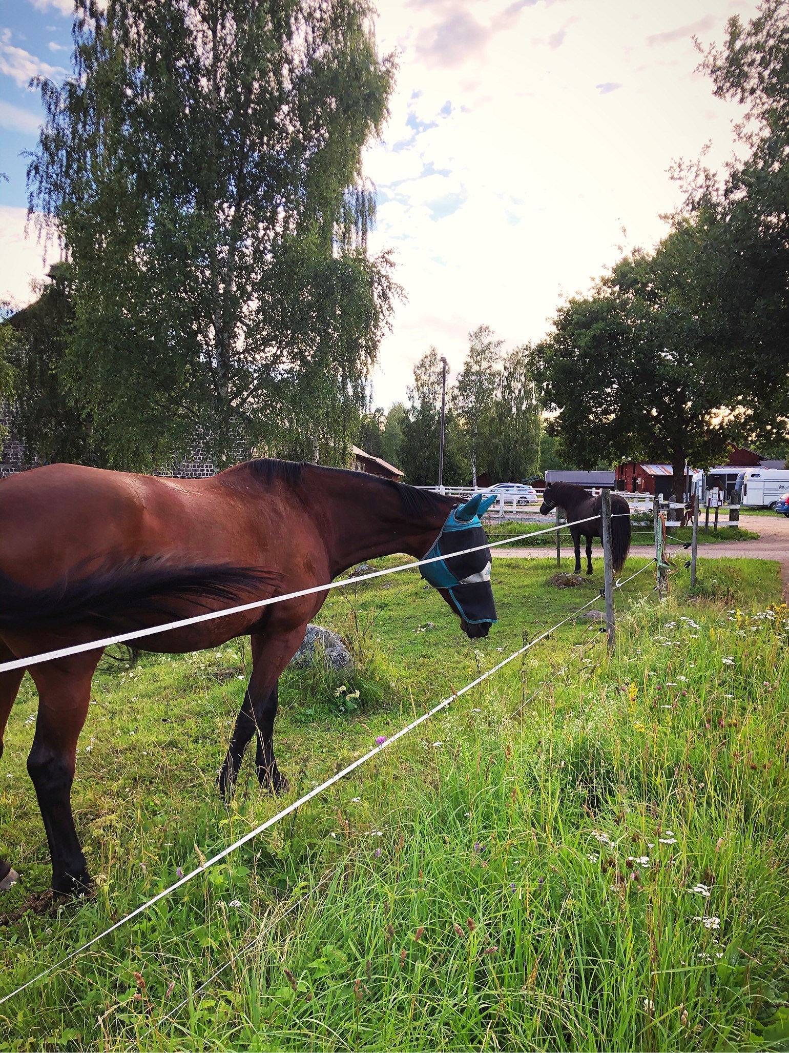 202007300945119388 - Upp i sadeln och full galopp i skogen