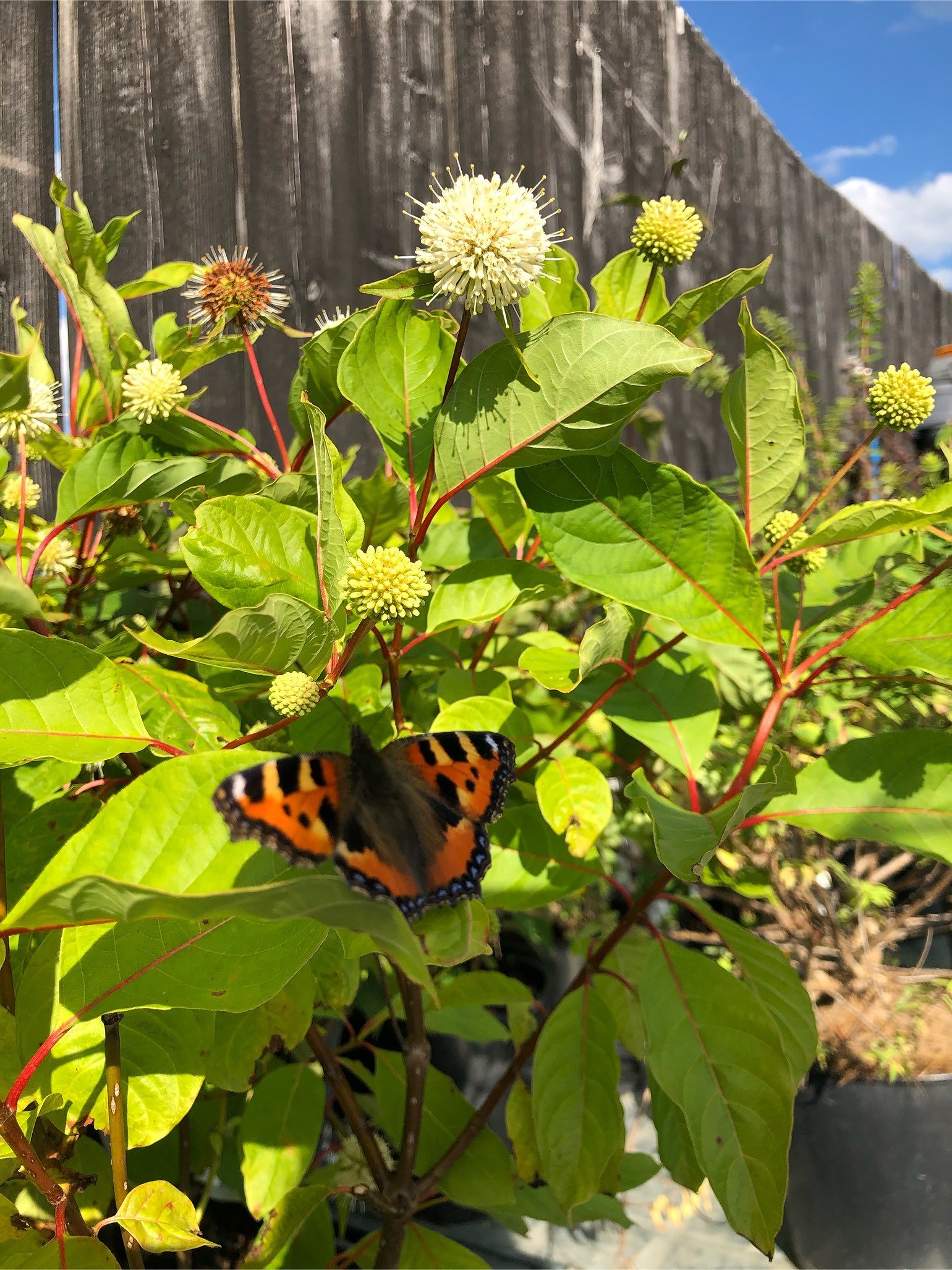 202008100517172563 - Yipin tofuröra på kavring - Aptitretare