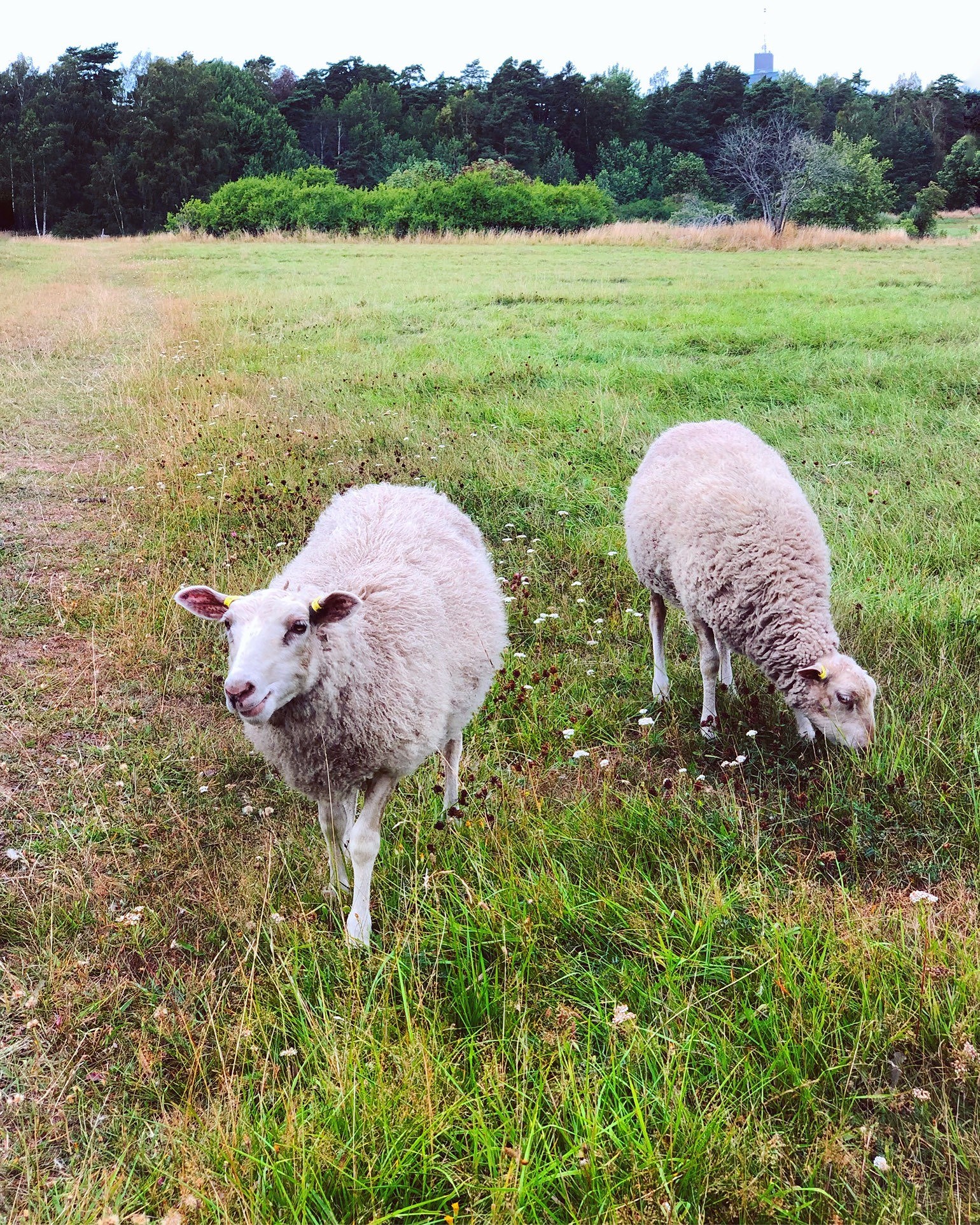 202008231235361358 - Löpskor vilken djungel