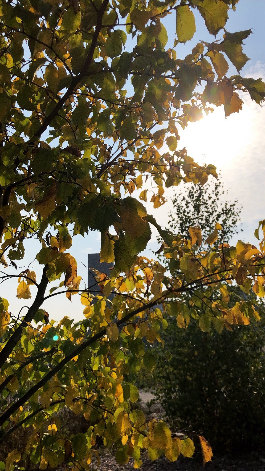 202009280550348060 - 1,7 mil löpning och placebo