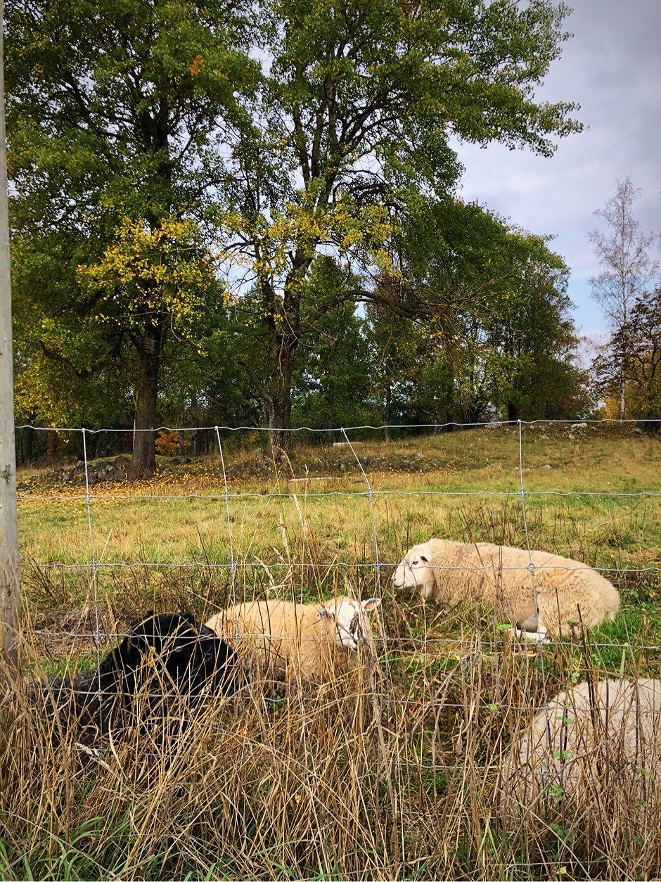 202010050815584009 - Löpning, svett och ansikte