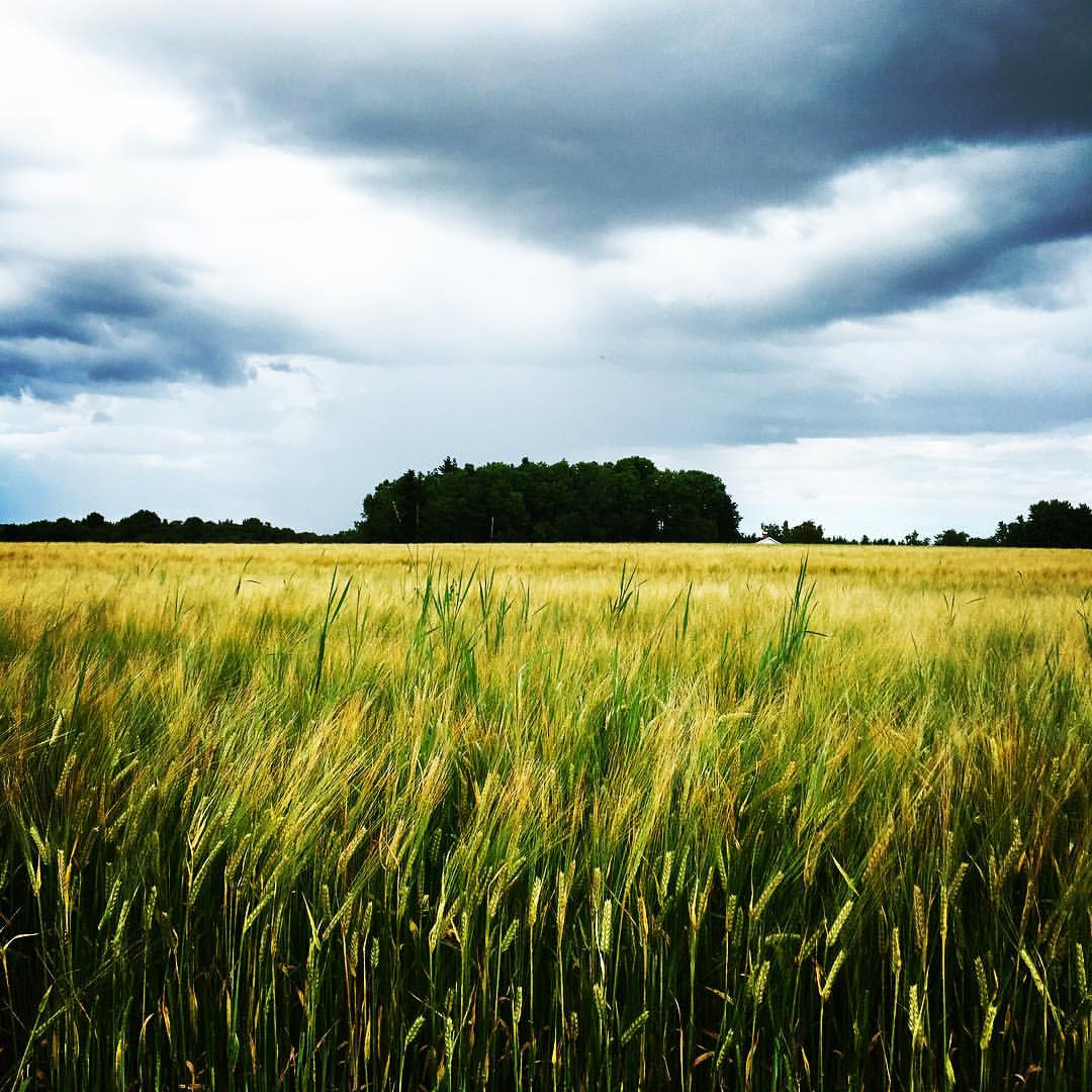 13730922_10208489825301406_4622471186484067859_o-1 - Vad mer är möjligt?