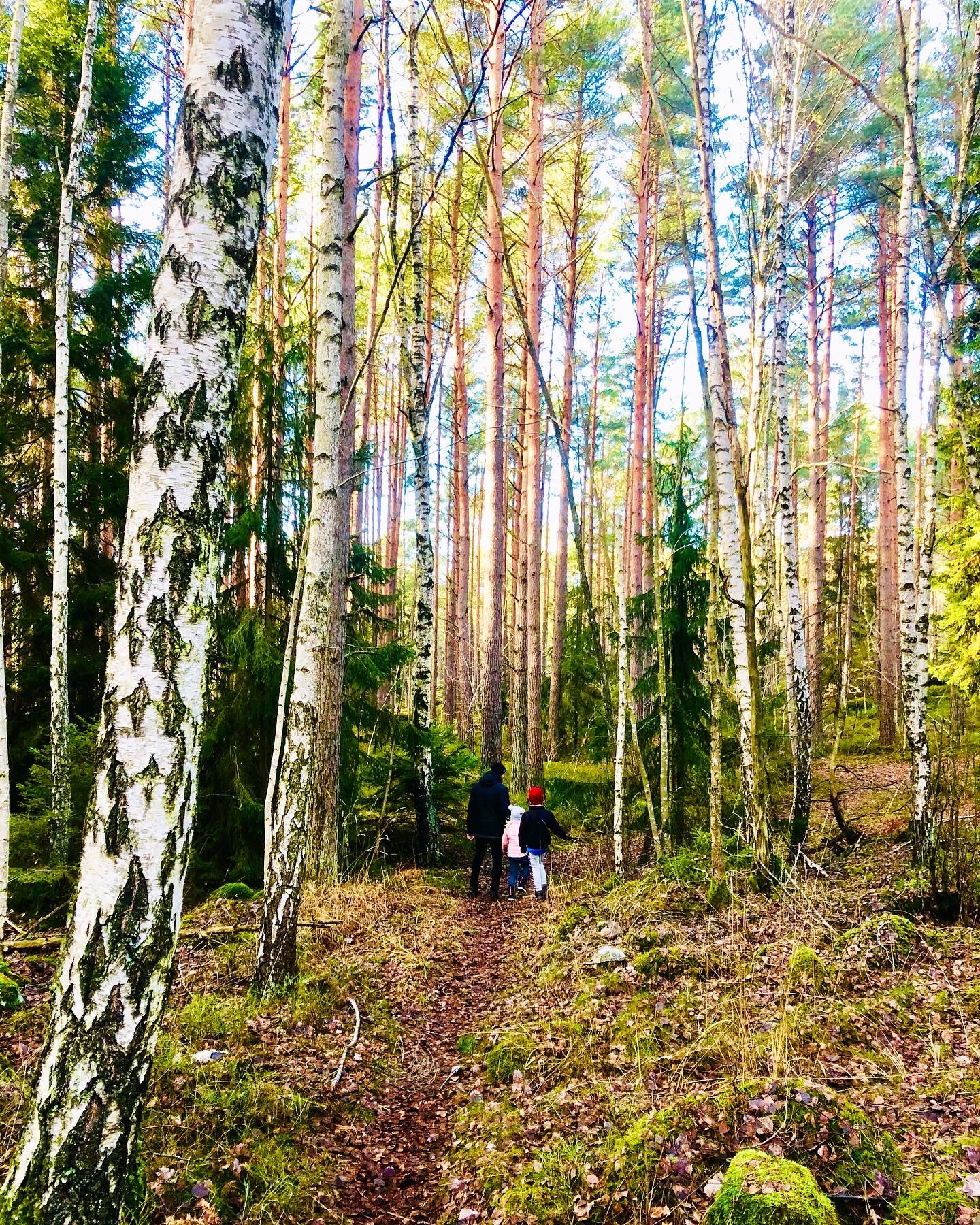 skogspromenad
