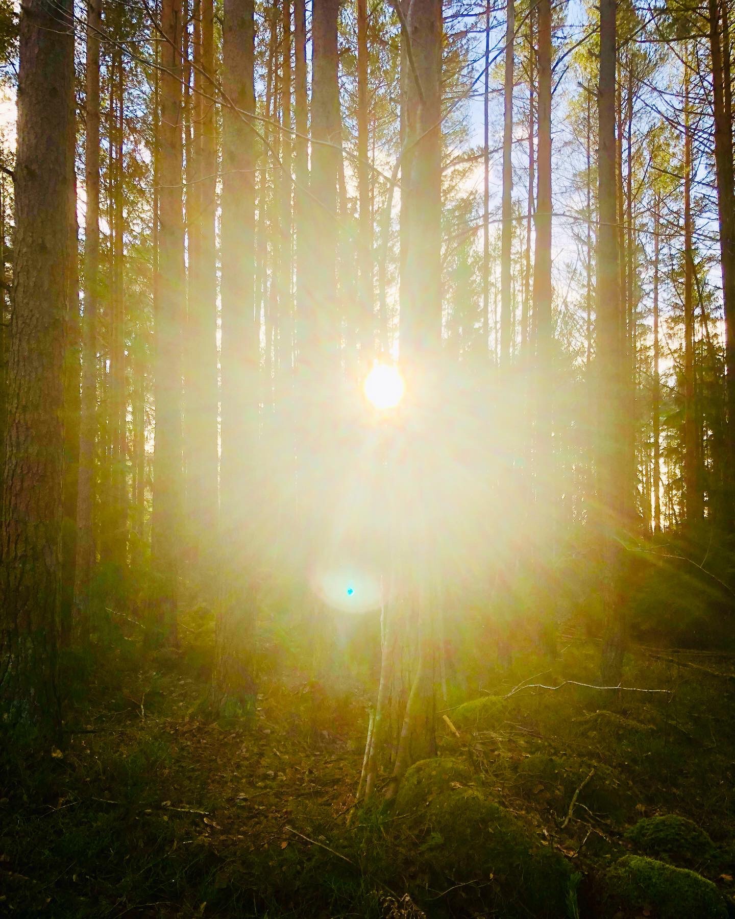 Skogspromenad med familjen