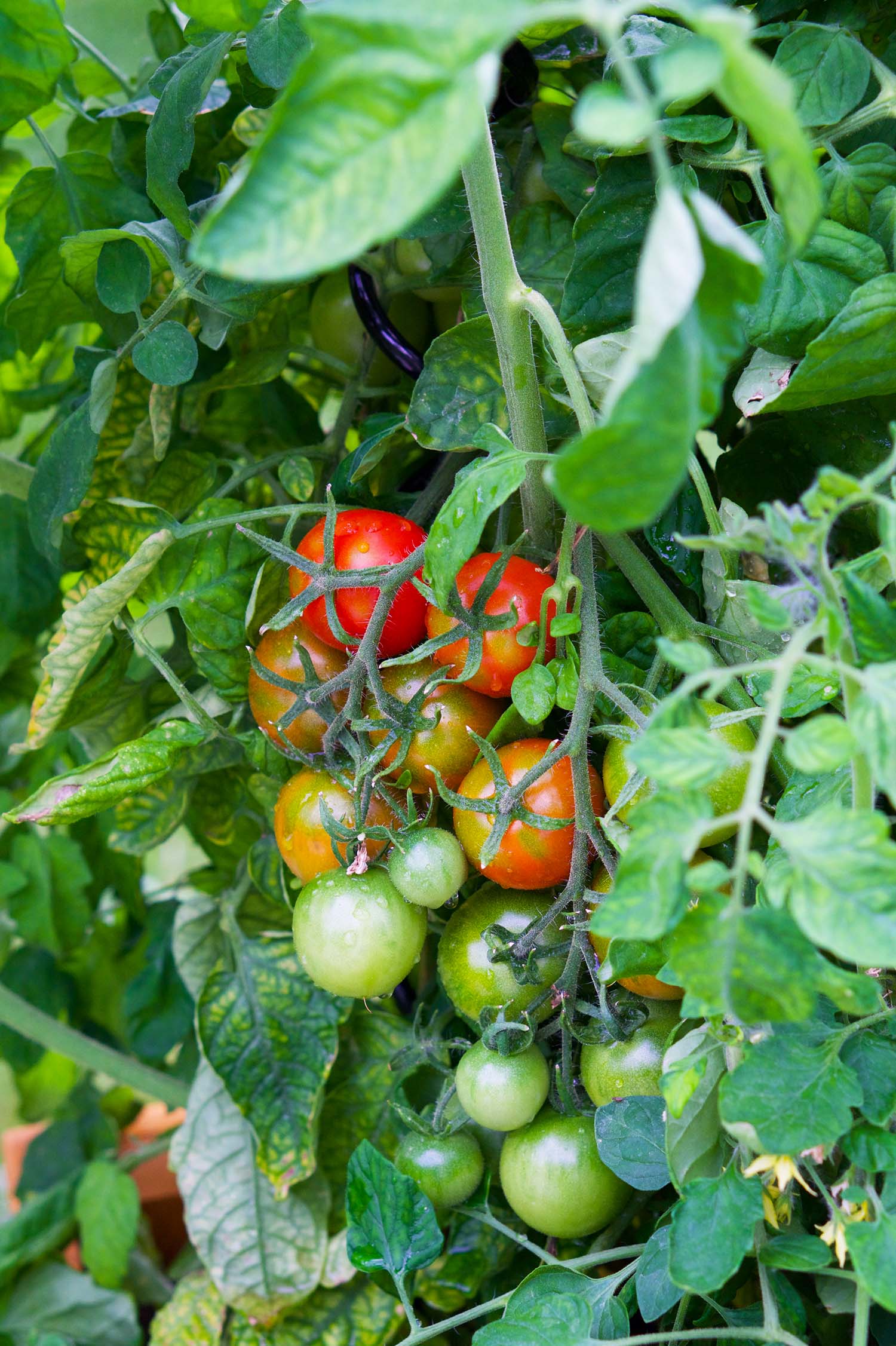 Våra tomatplantor - sommaren 2020