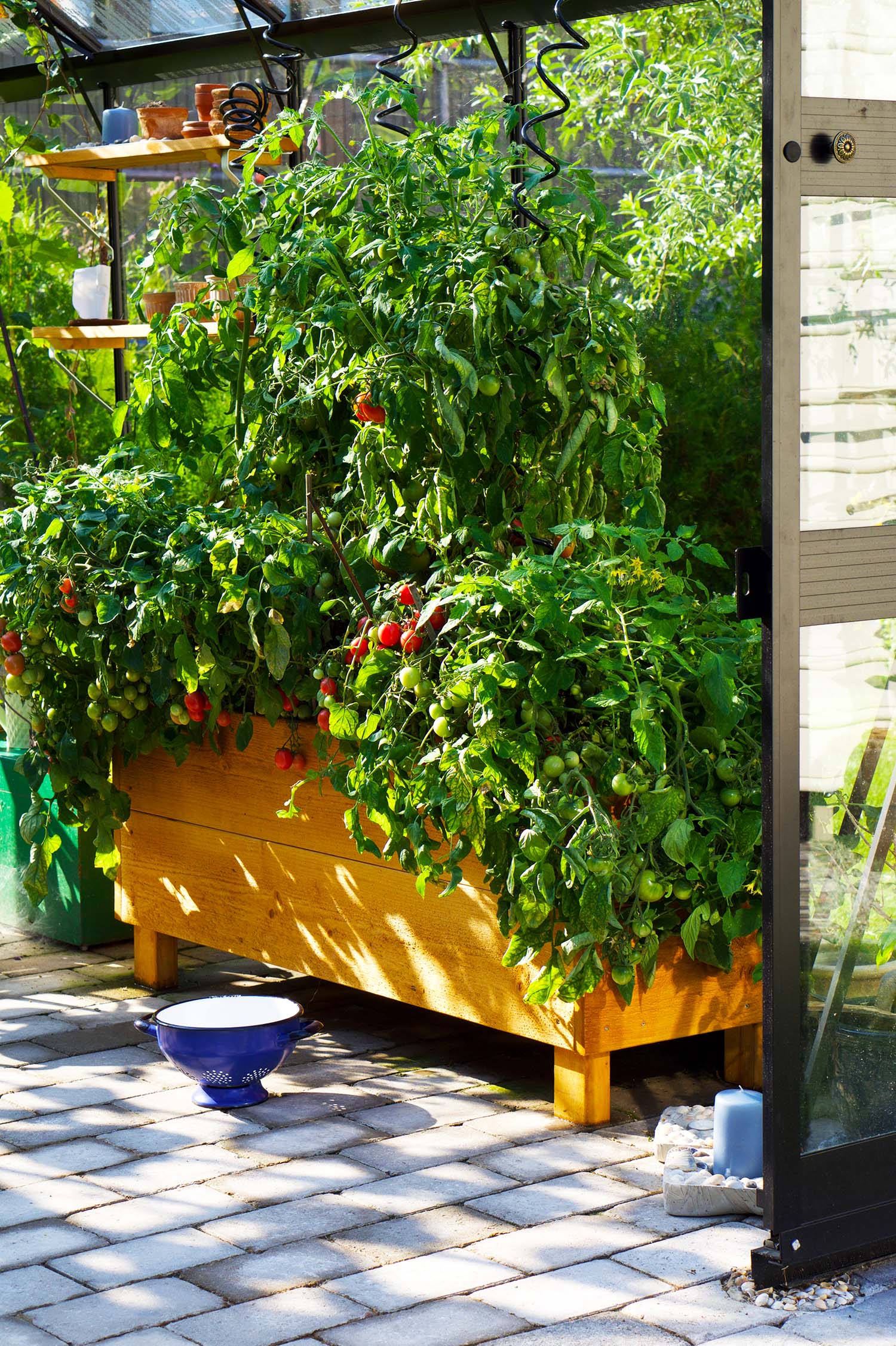 Våra tomatplantor - sommaren 2020
