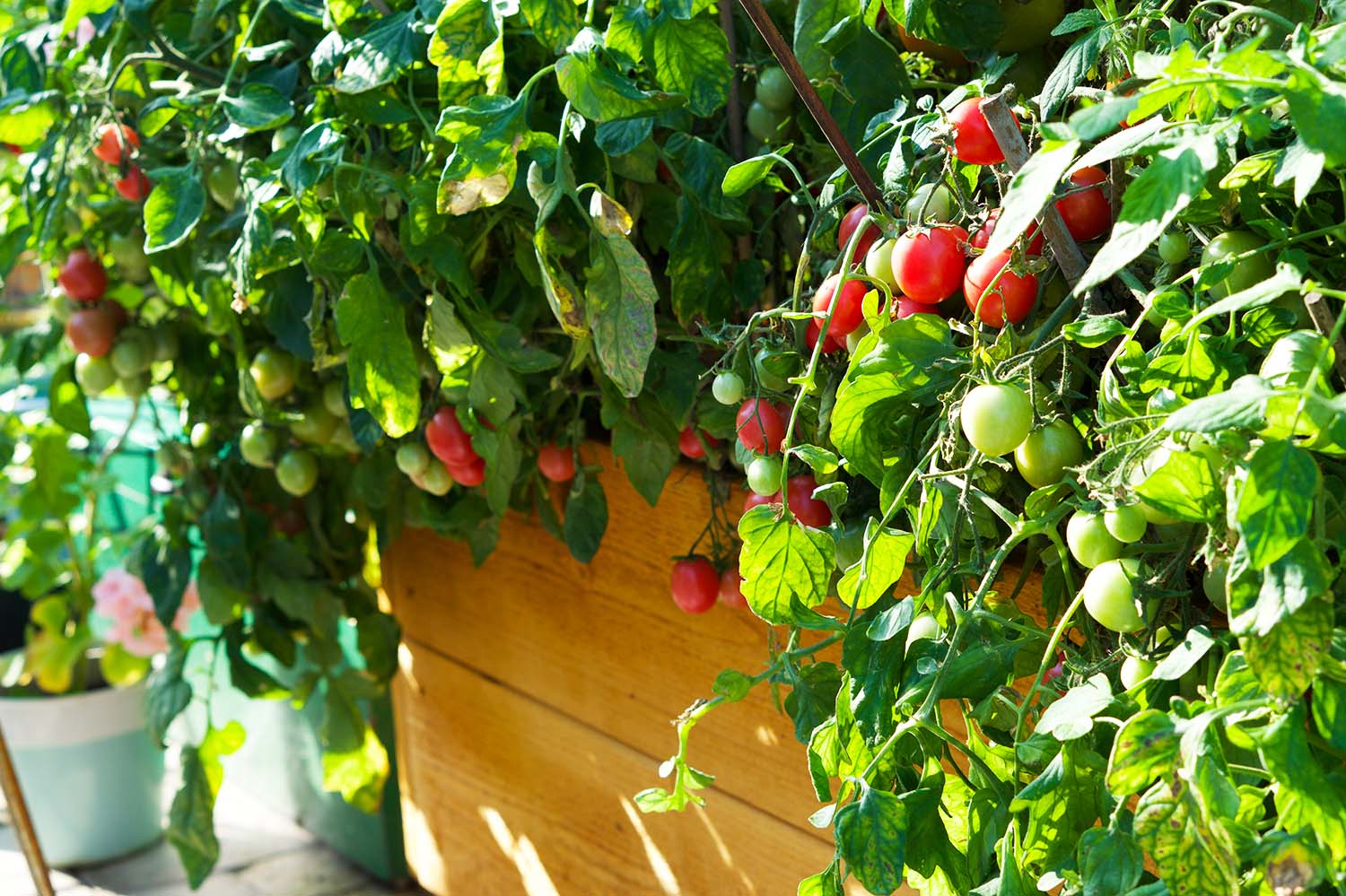 Våra tomatplantor - sommaren 2020