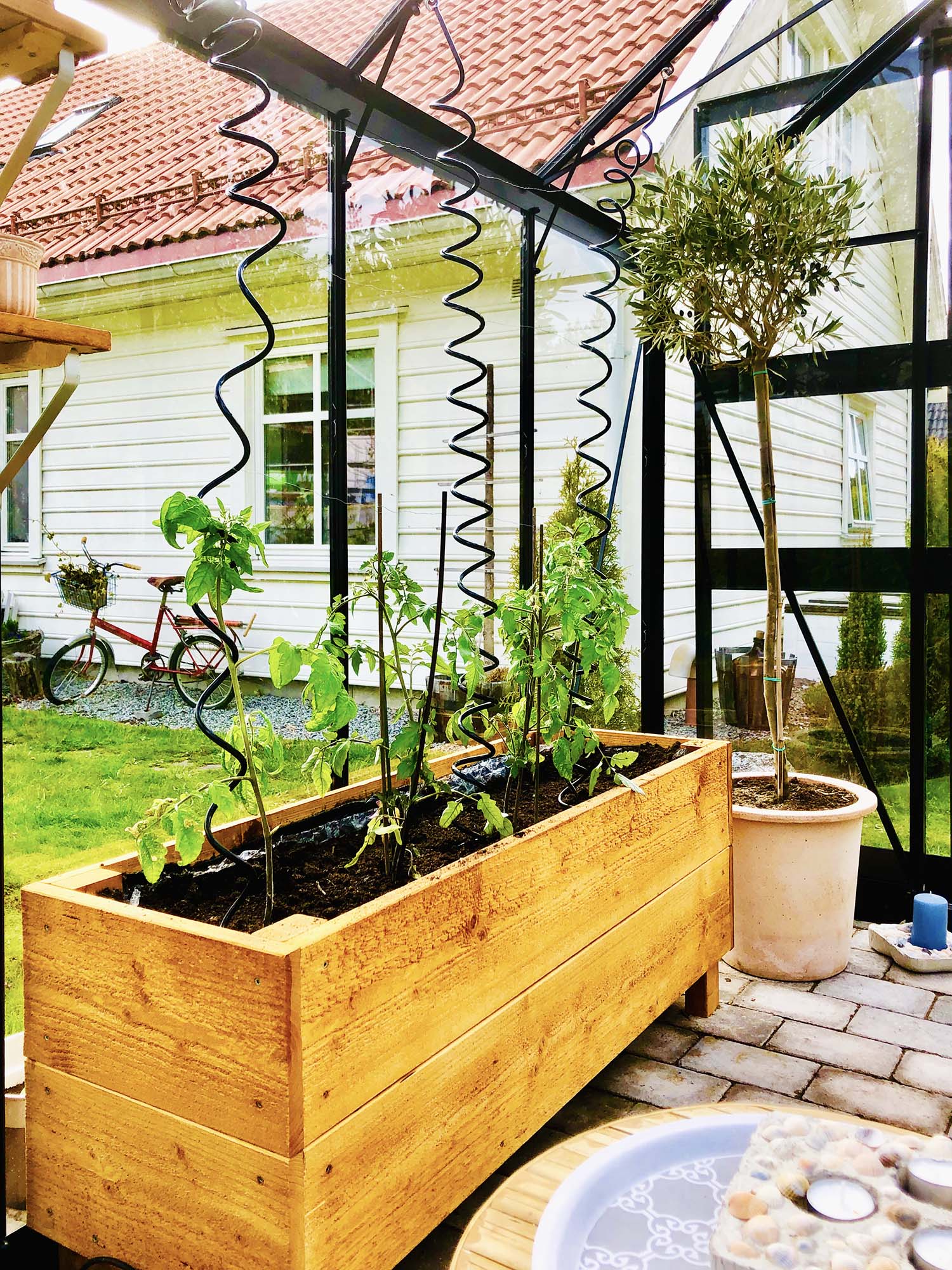 Från frö till tomatplanta