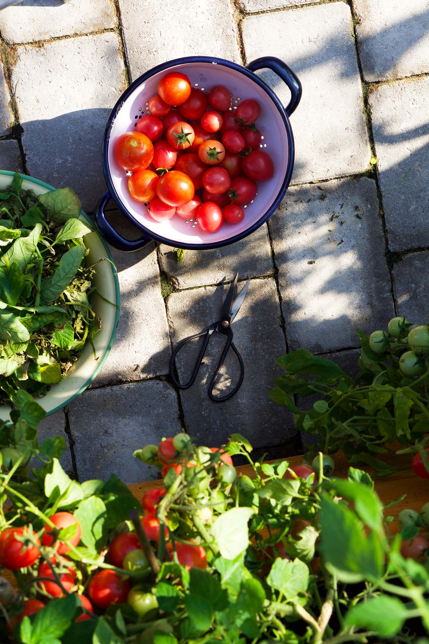Våra tomatplantor - sommaren 2020
