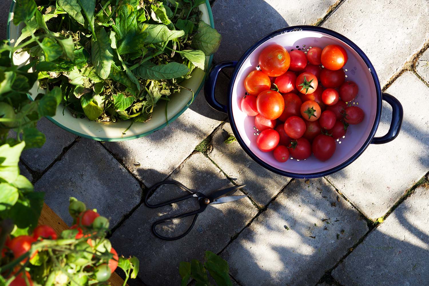 Våra tomatplantor - sommaren 2020