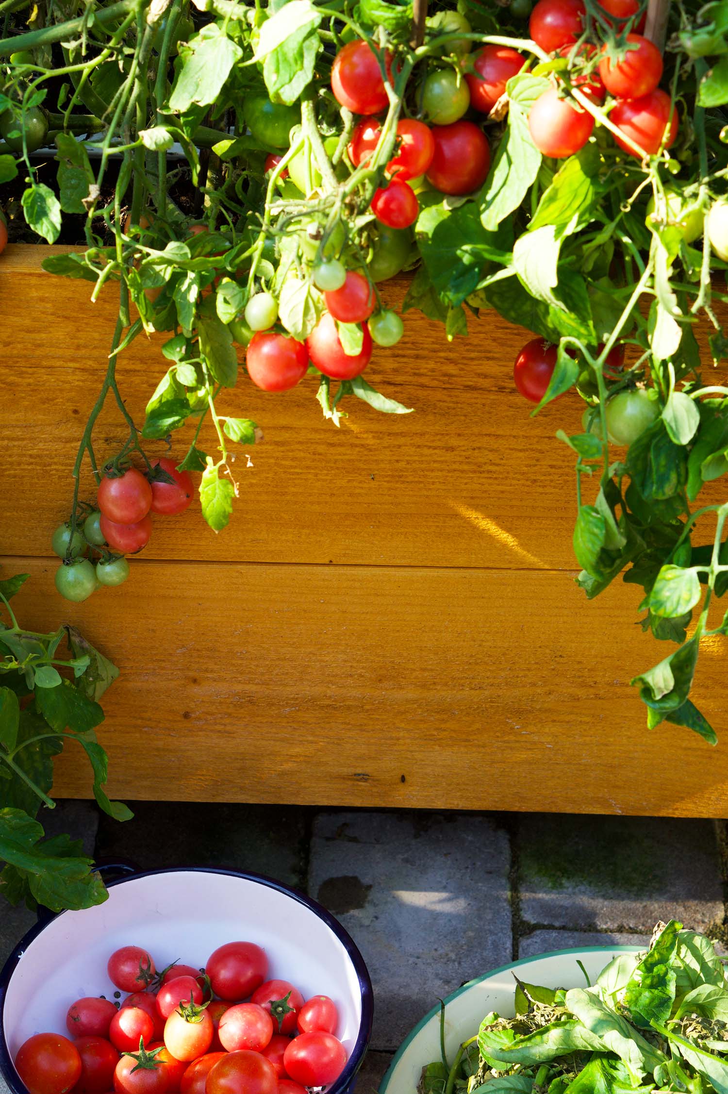 Våra tomatplantor - sommaren 2020