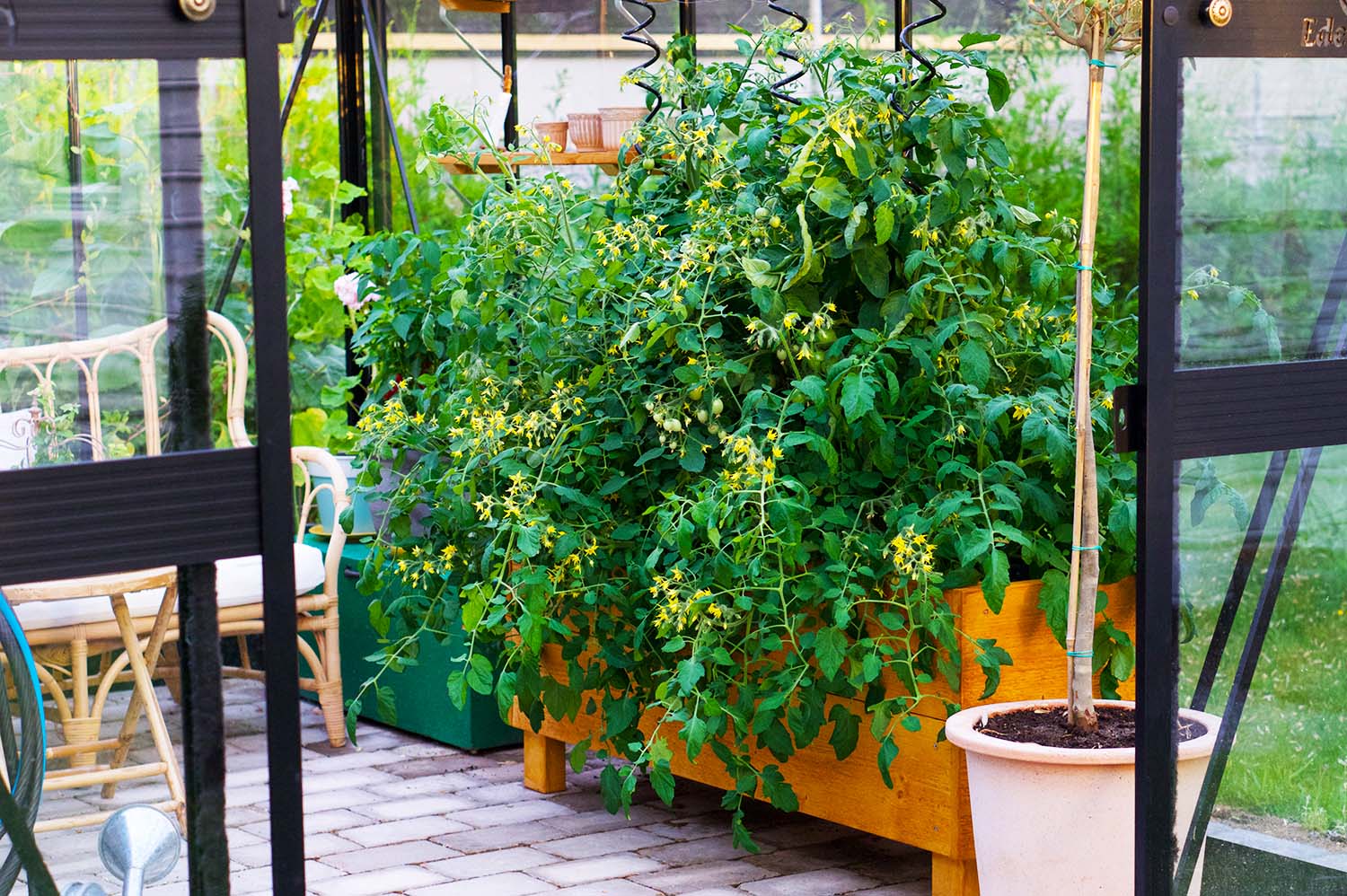 Från frö till tomatplanta