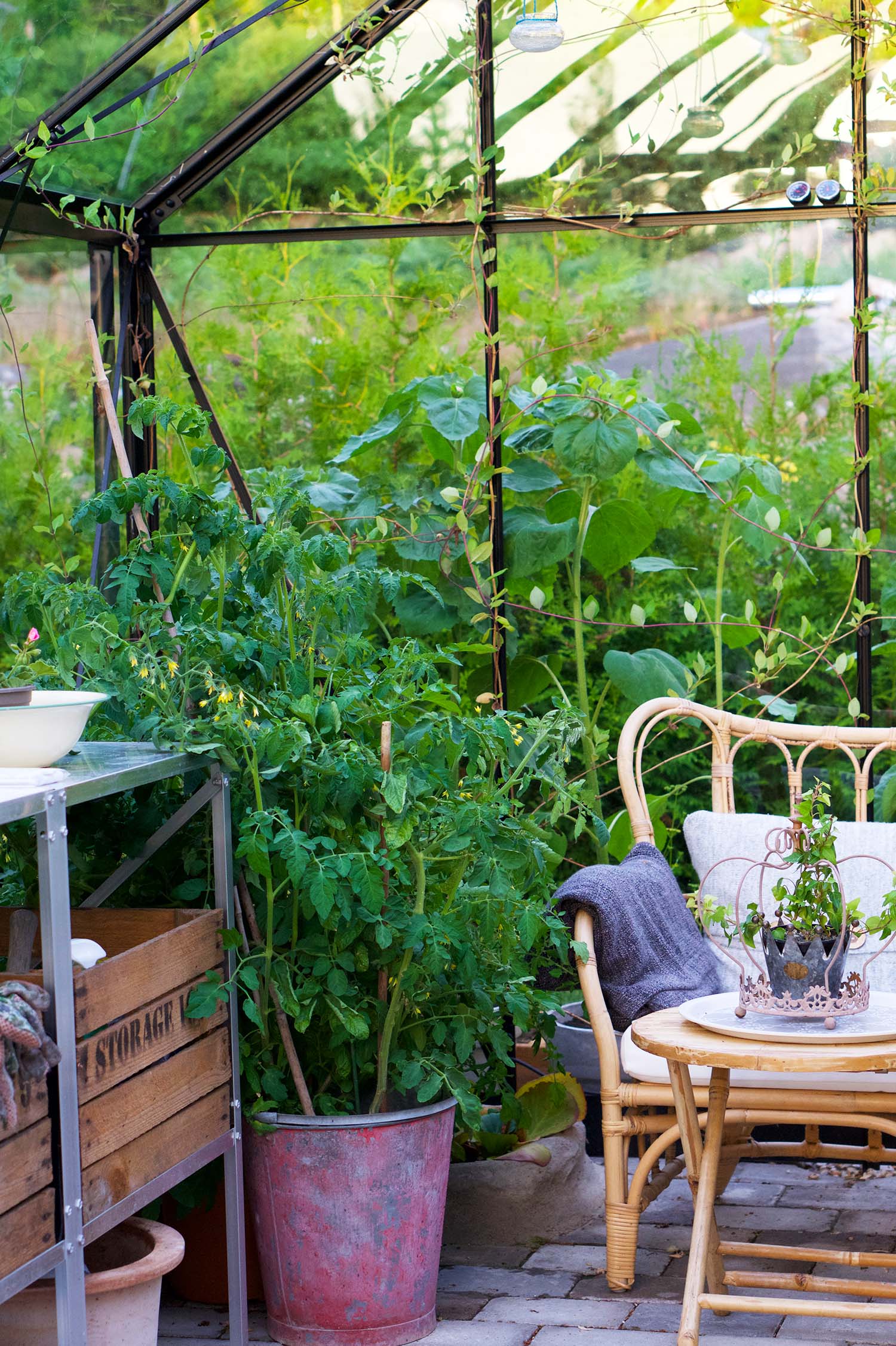 Från frö till tomatplanta