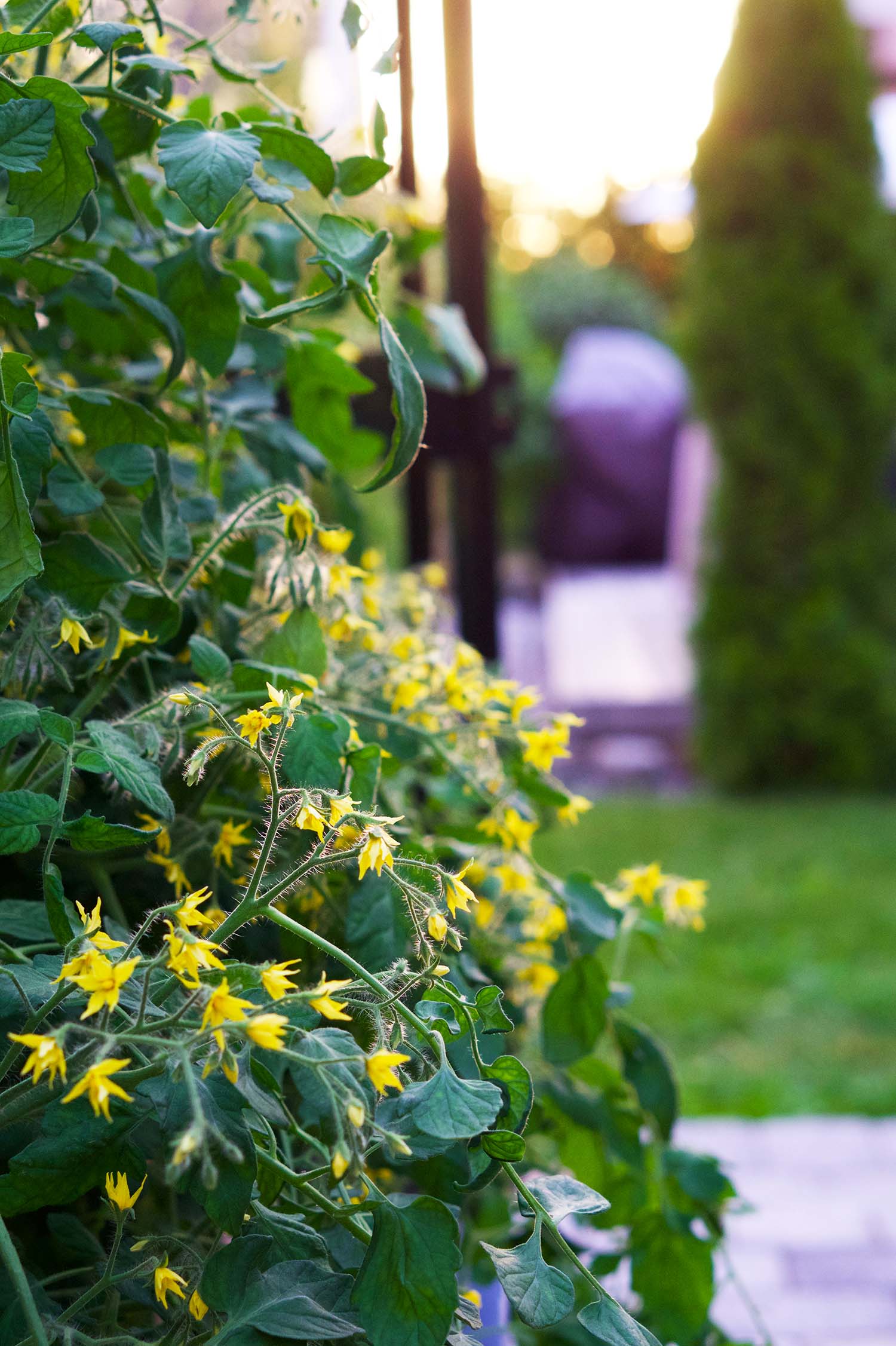 Våra tomatplantor - sommaren 2020