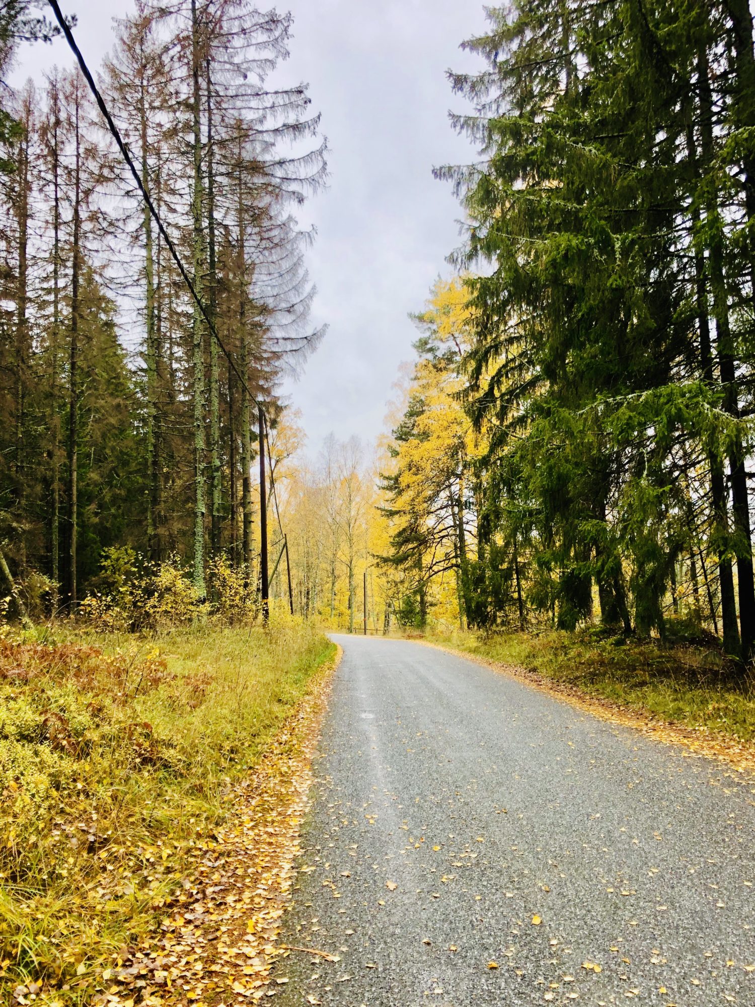 Utomhusliv på hösten