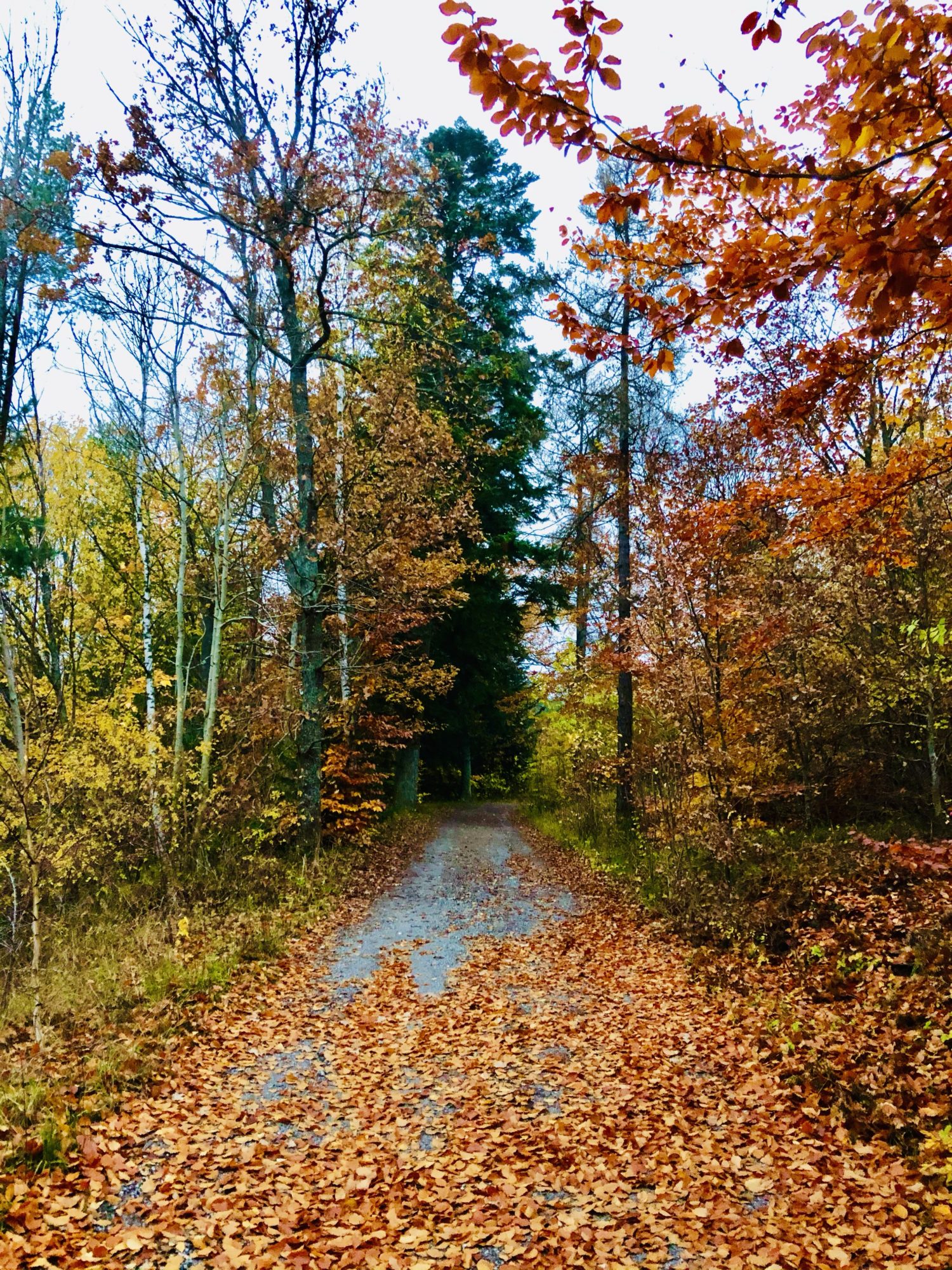 Vacker promenad på hösten - 1:a november