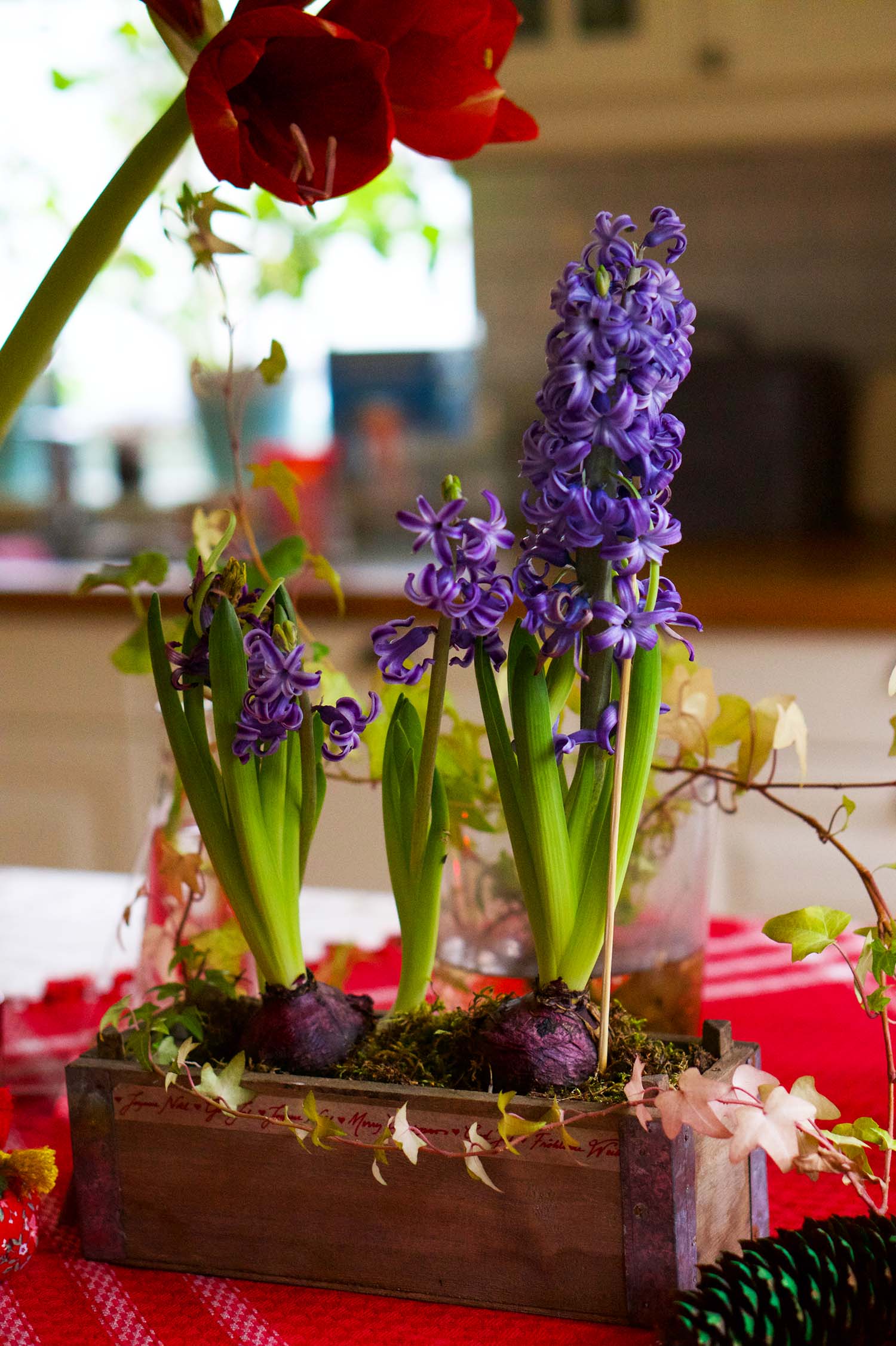 Julstämning hemma med julblommor