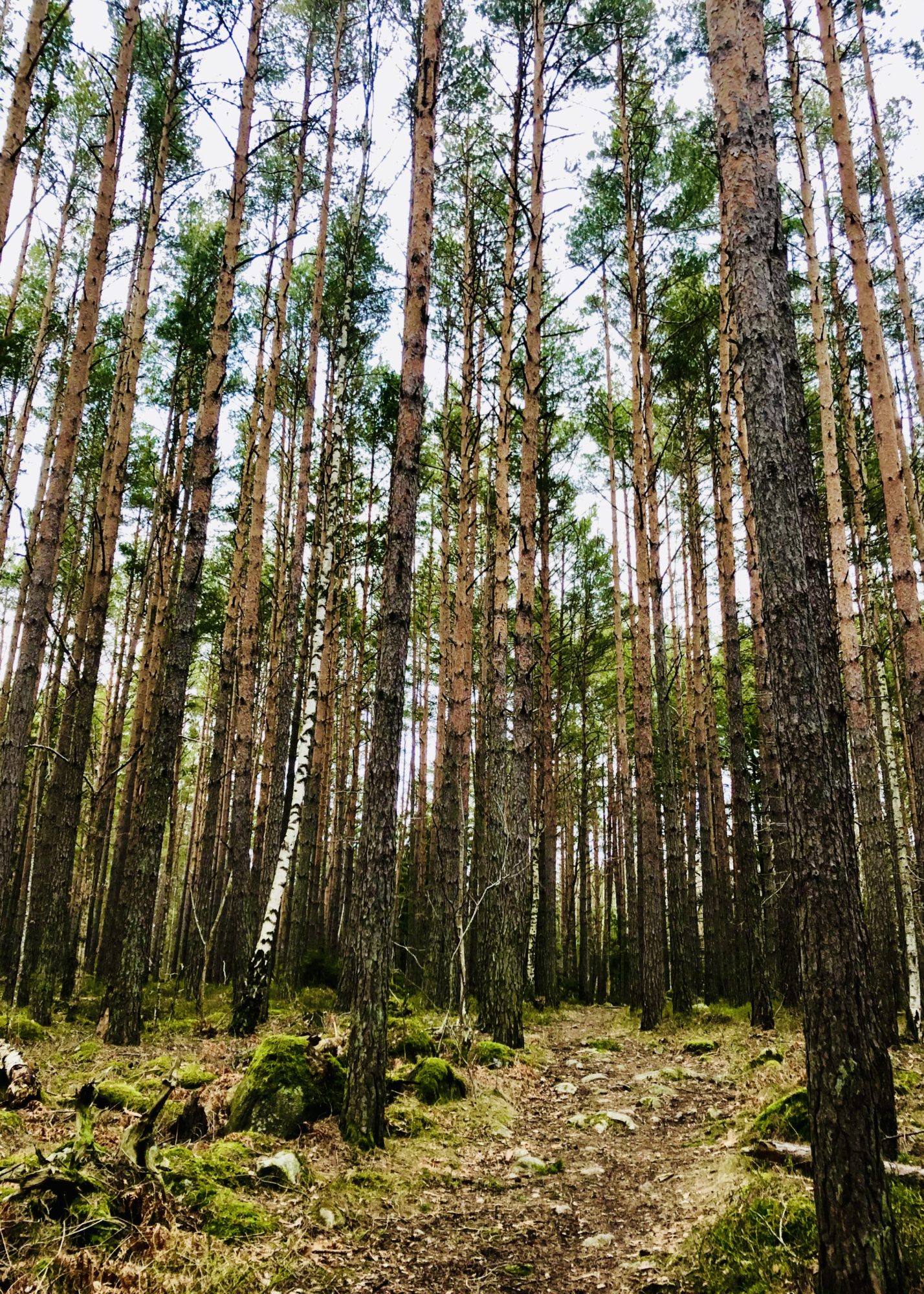 7B4F2048-21FC-4B65-A921-C2A57DF3D7A8 - promenad utan podd