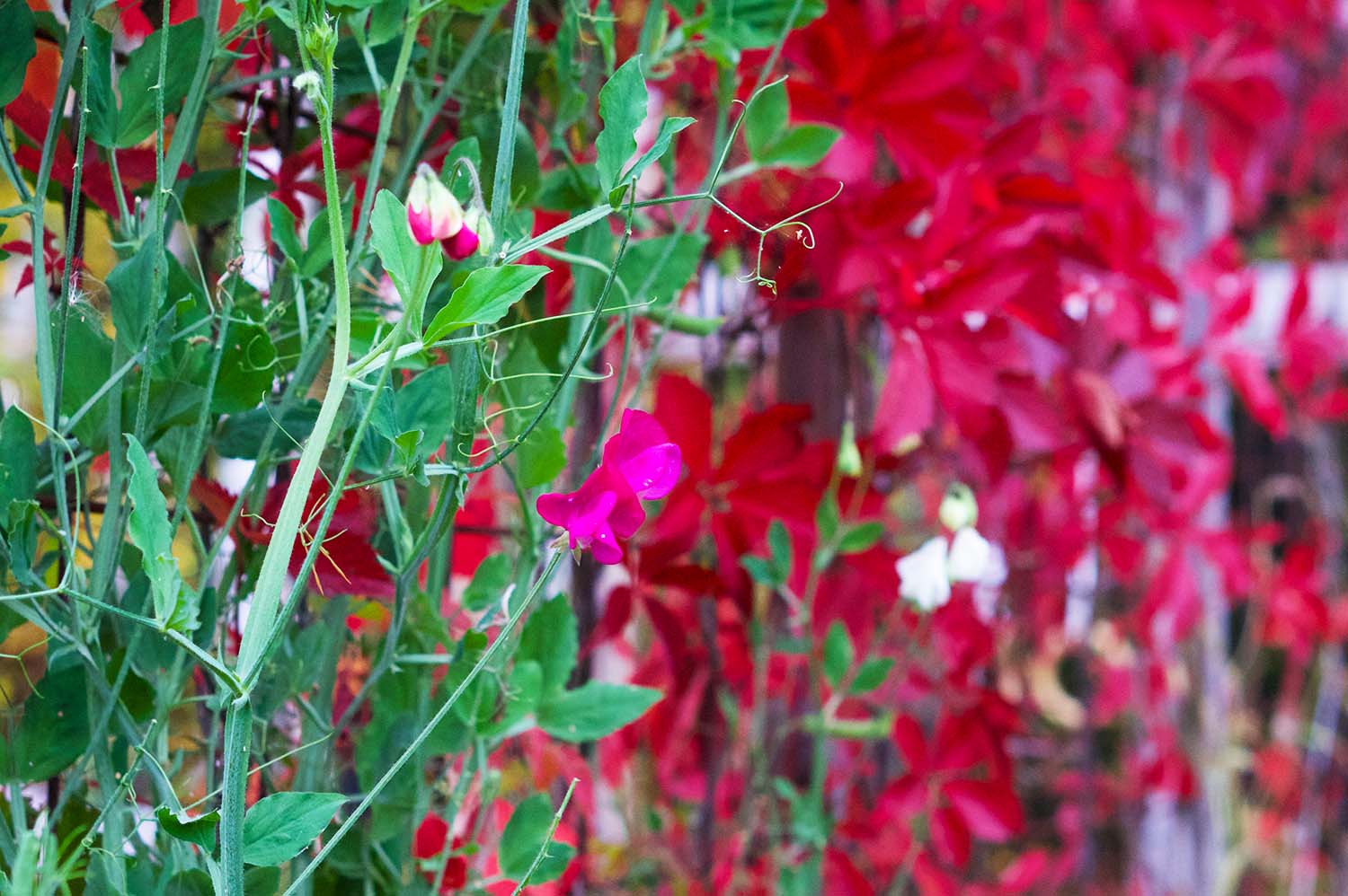 Vackra luktärtor på sensommaren