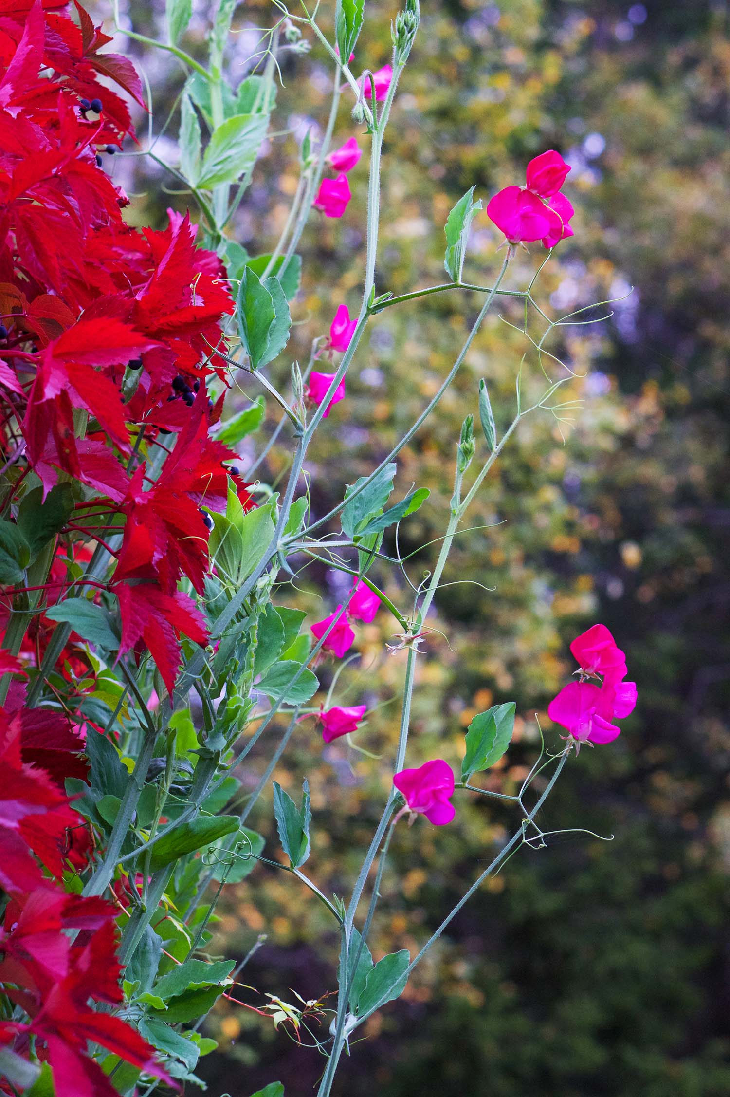 Vackra luktärtor på sensommaren