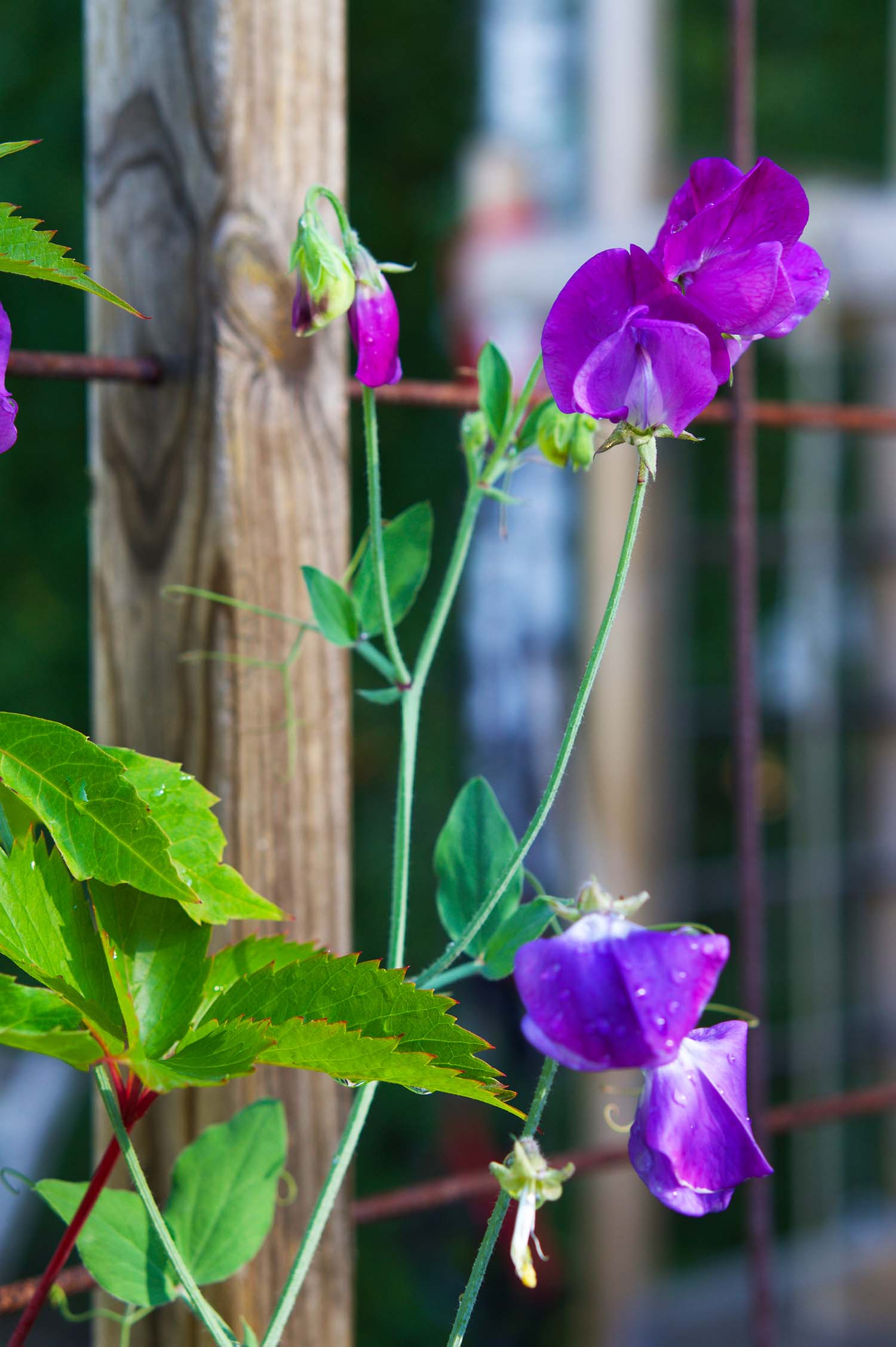 Fröså luktärtor - steg för steg