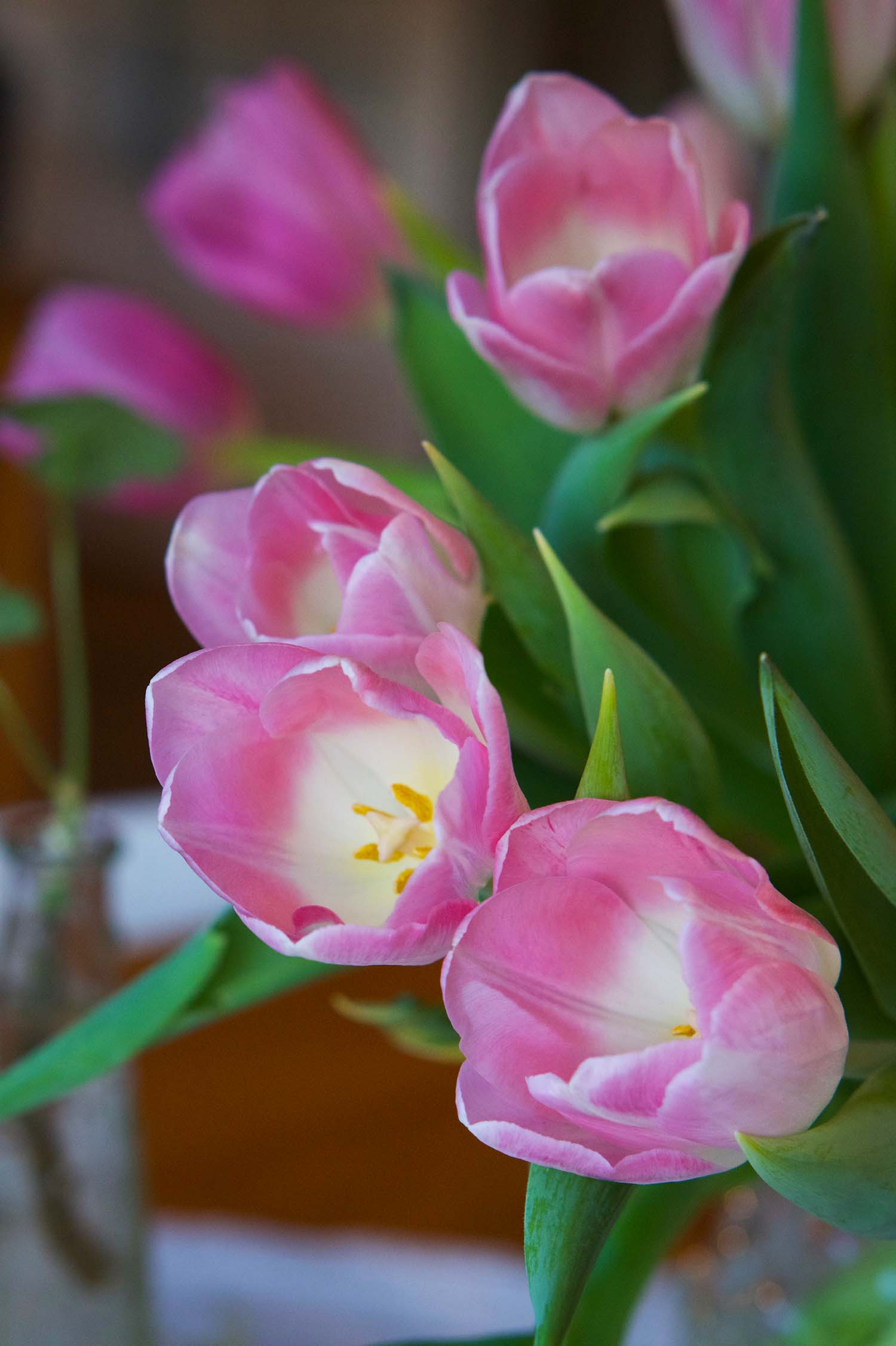 tulpaner-pa-pasken-8 - rosa tulpaner