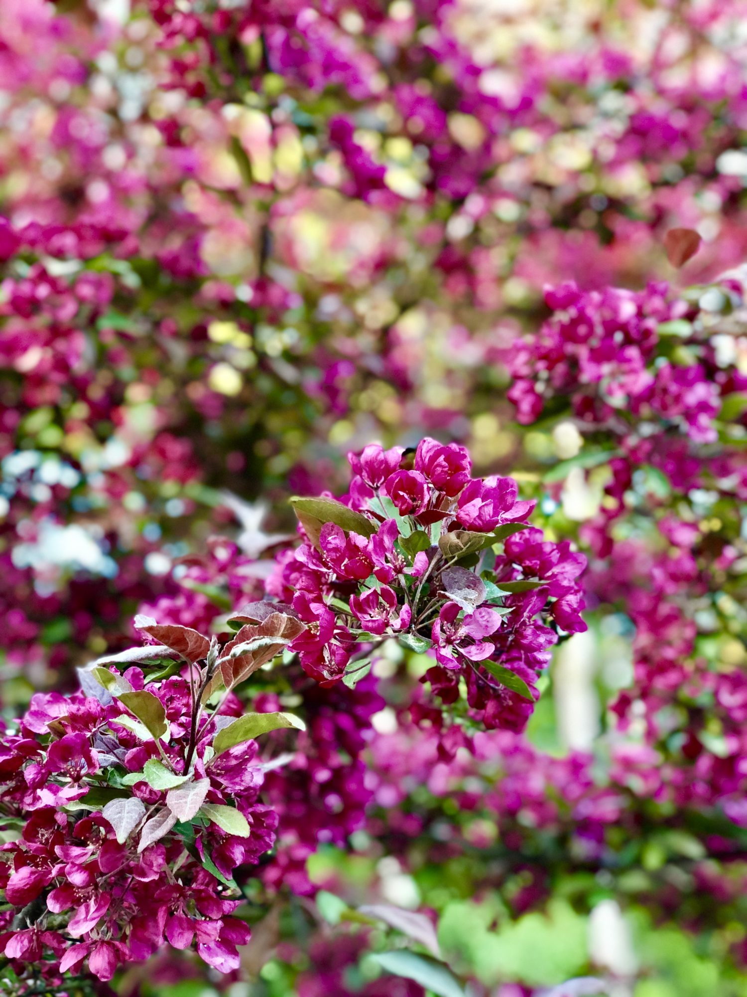 B63031E0-22BC-44F5-B179-84C93C47BD9B - Veckans Bästa - vecka 22 2021 ♥